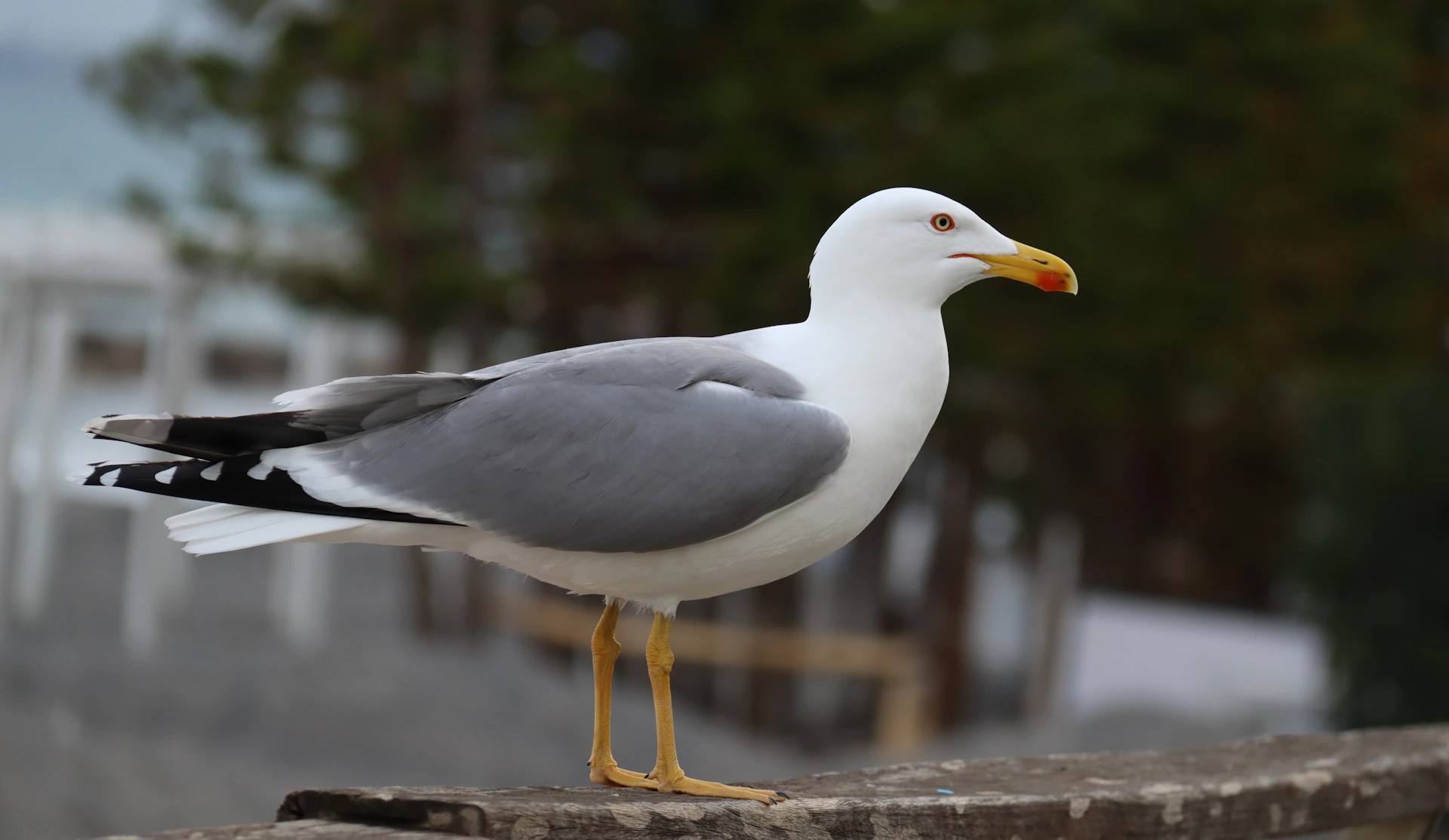 A seagull is standing on a ledge outside