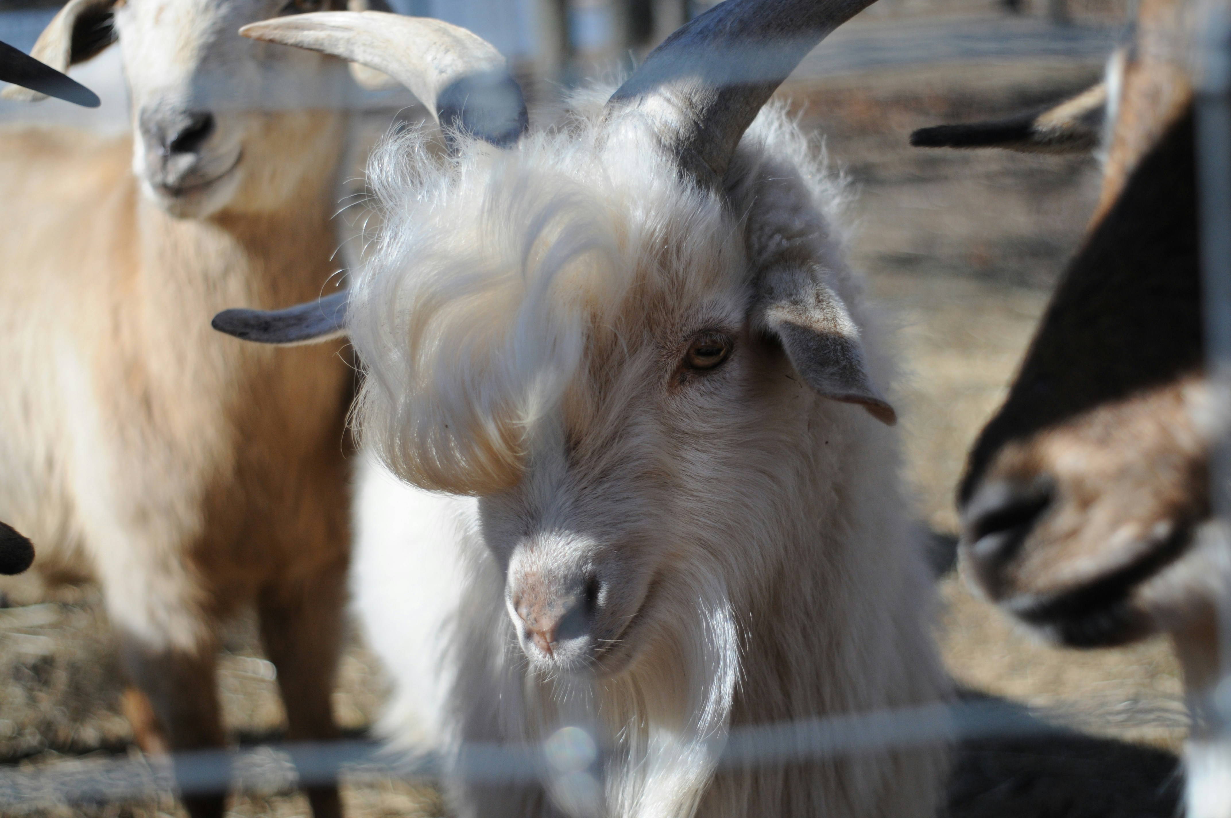 The Goat'S Beard Menu