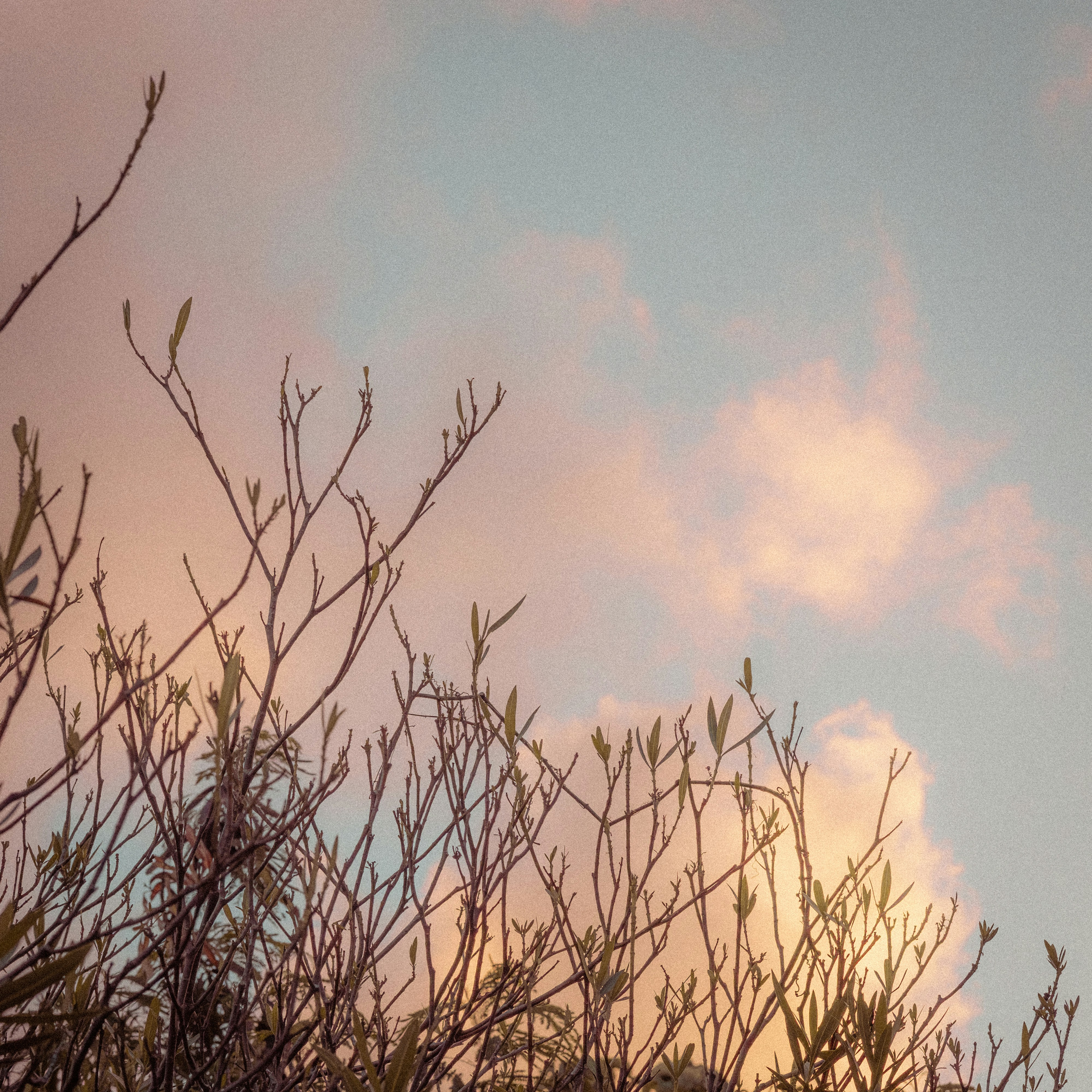 A bird sitting on top of a tree branch