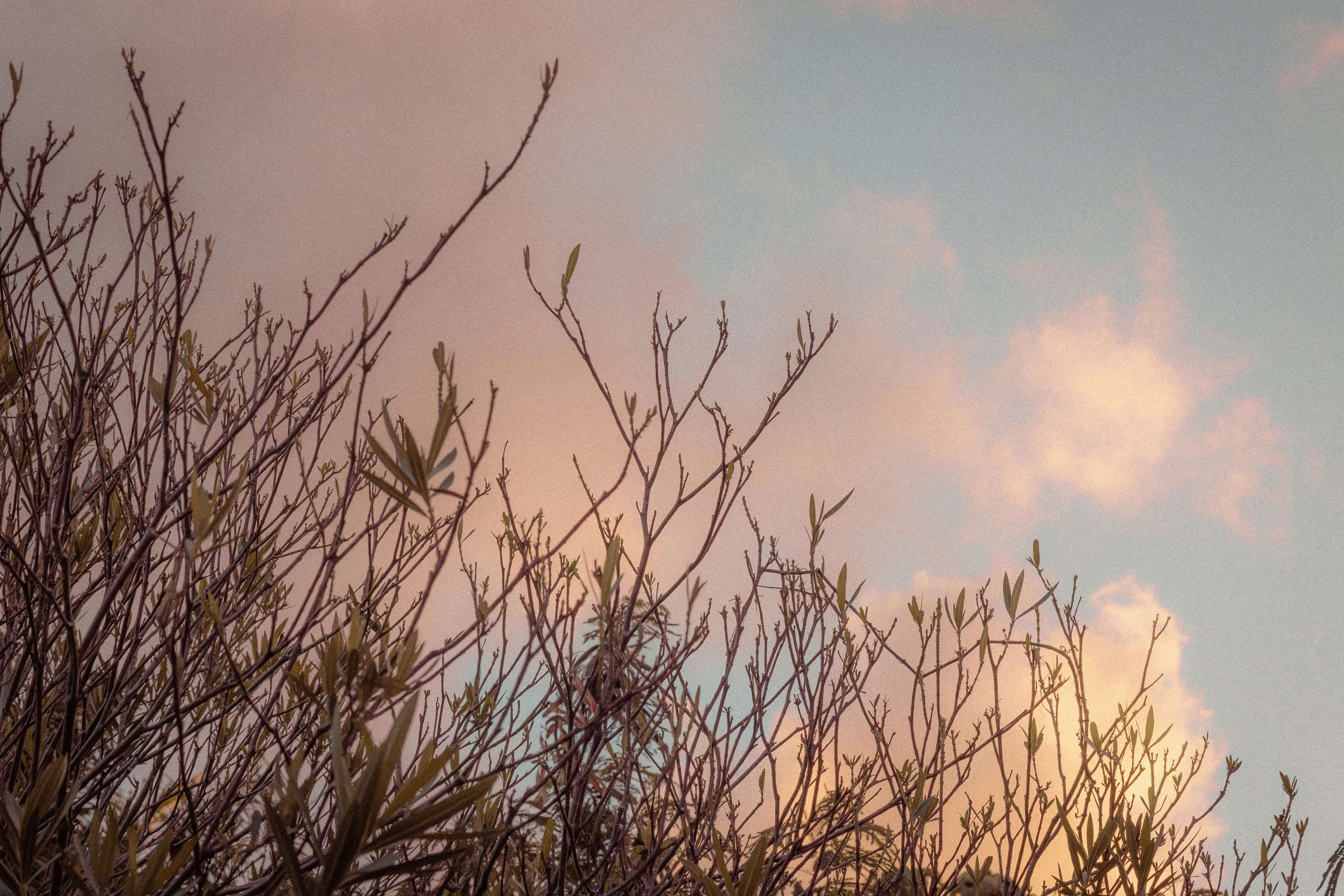 A bird sitting on top of a tree branch