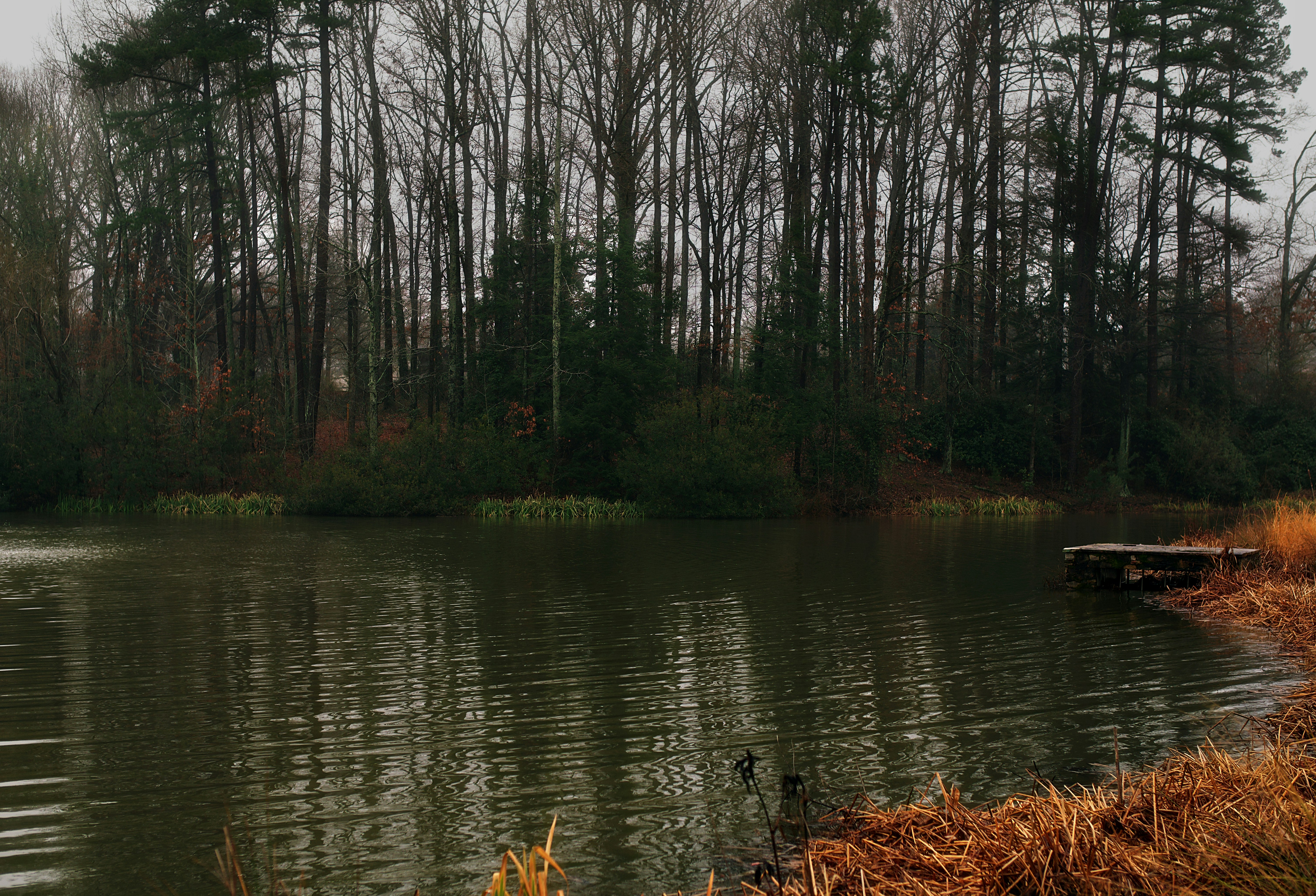 A body of water surrounded by trees and grass