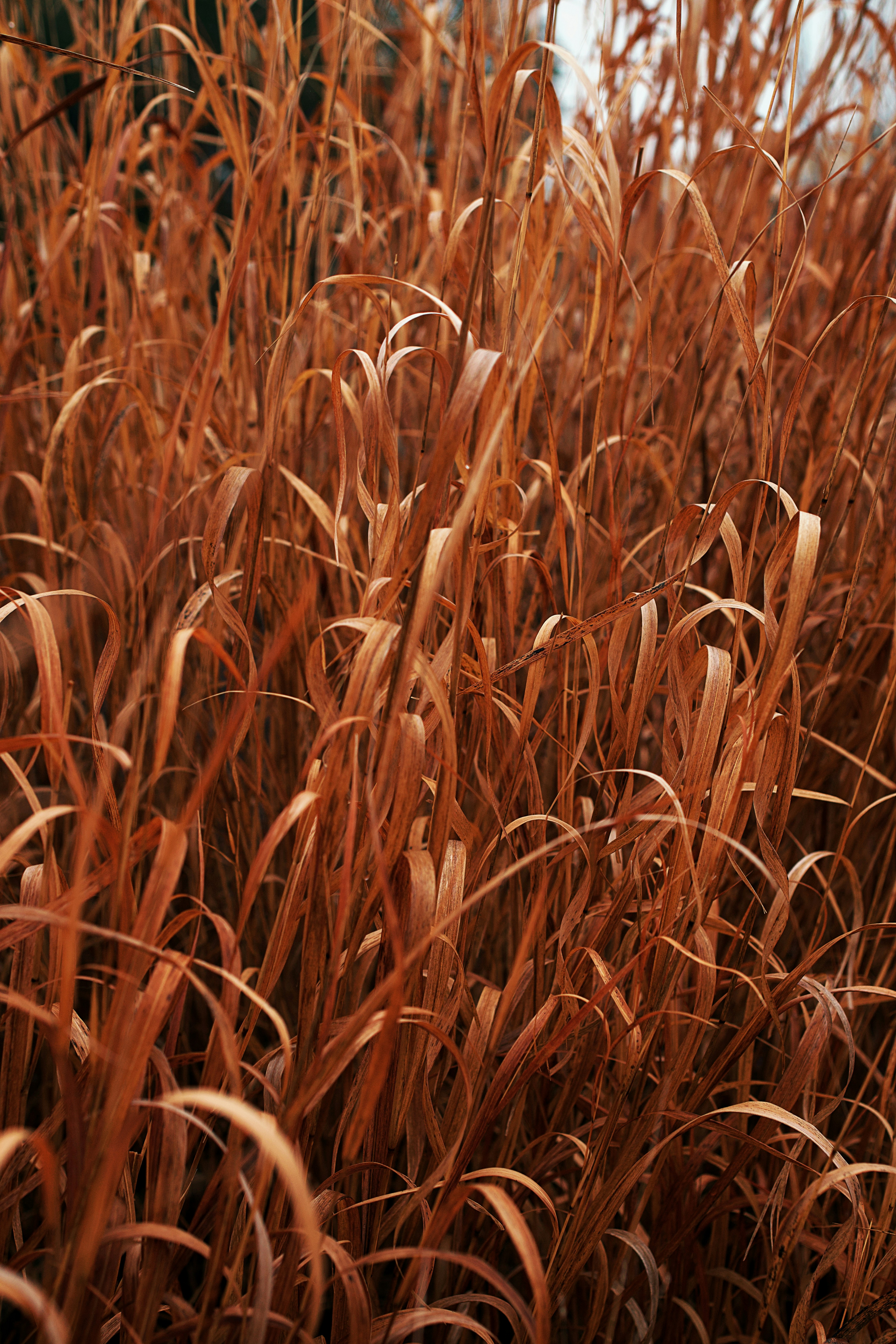 Photo by leiadakrozjhen