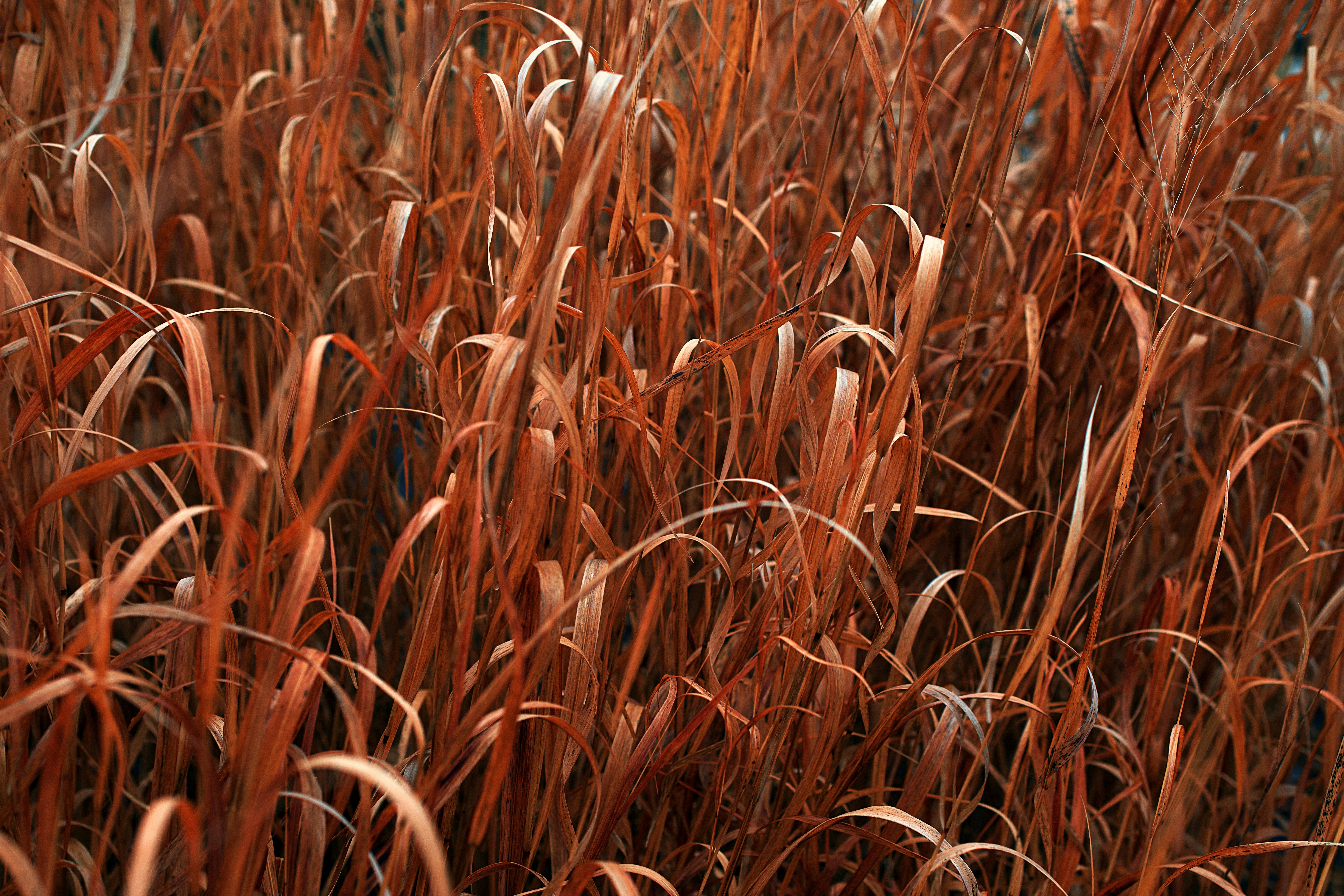 Photo by leiadakrozjhen