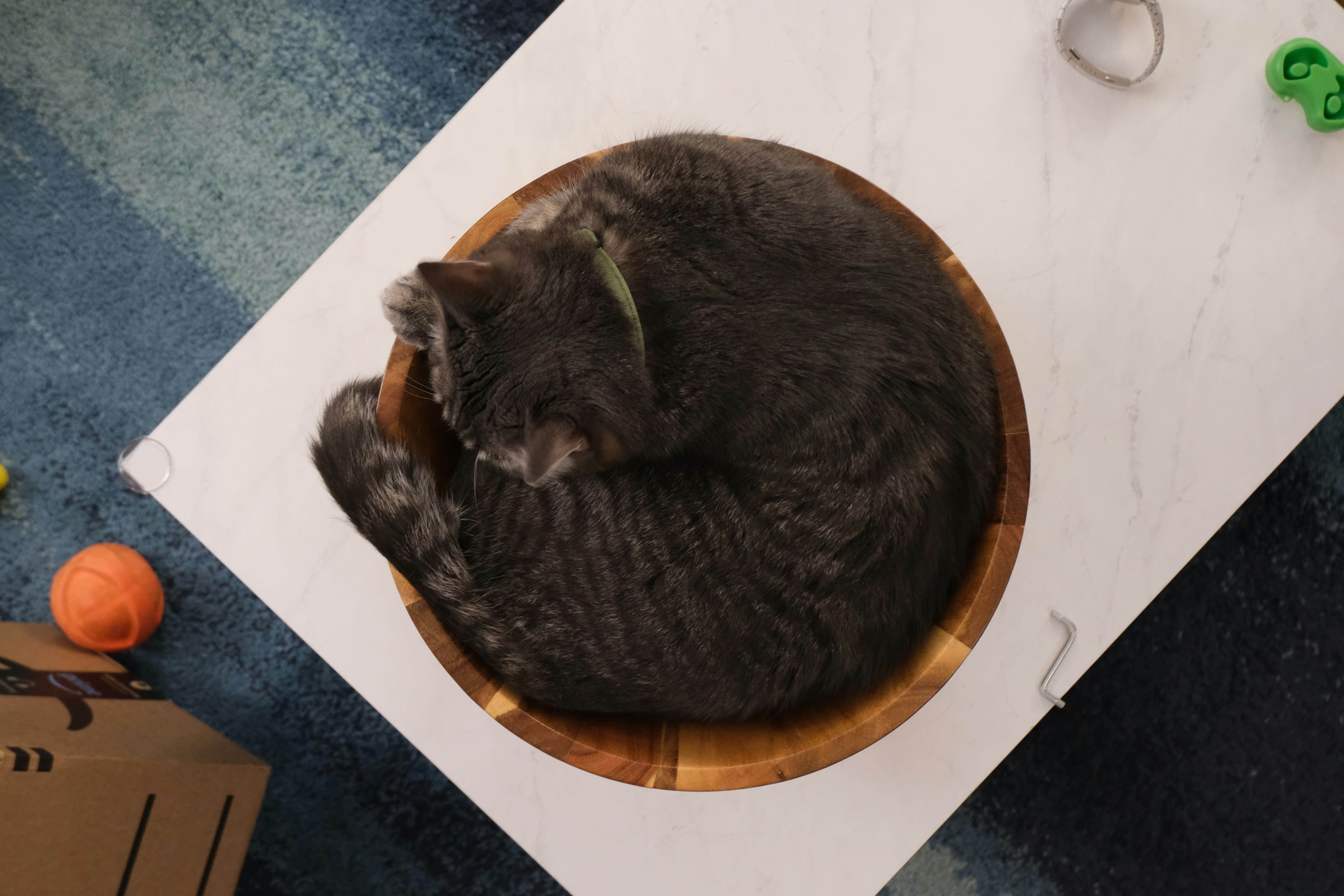 Sink Sleepers: Curled Up in Porcelain Comfort (image credits: unsplash)