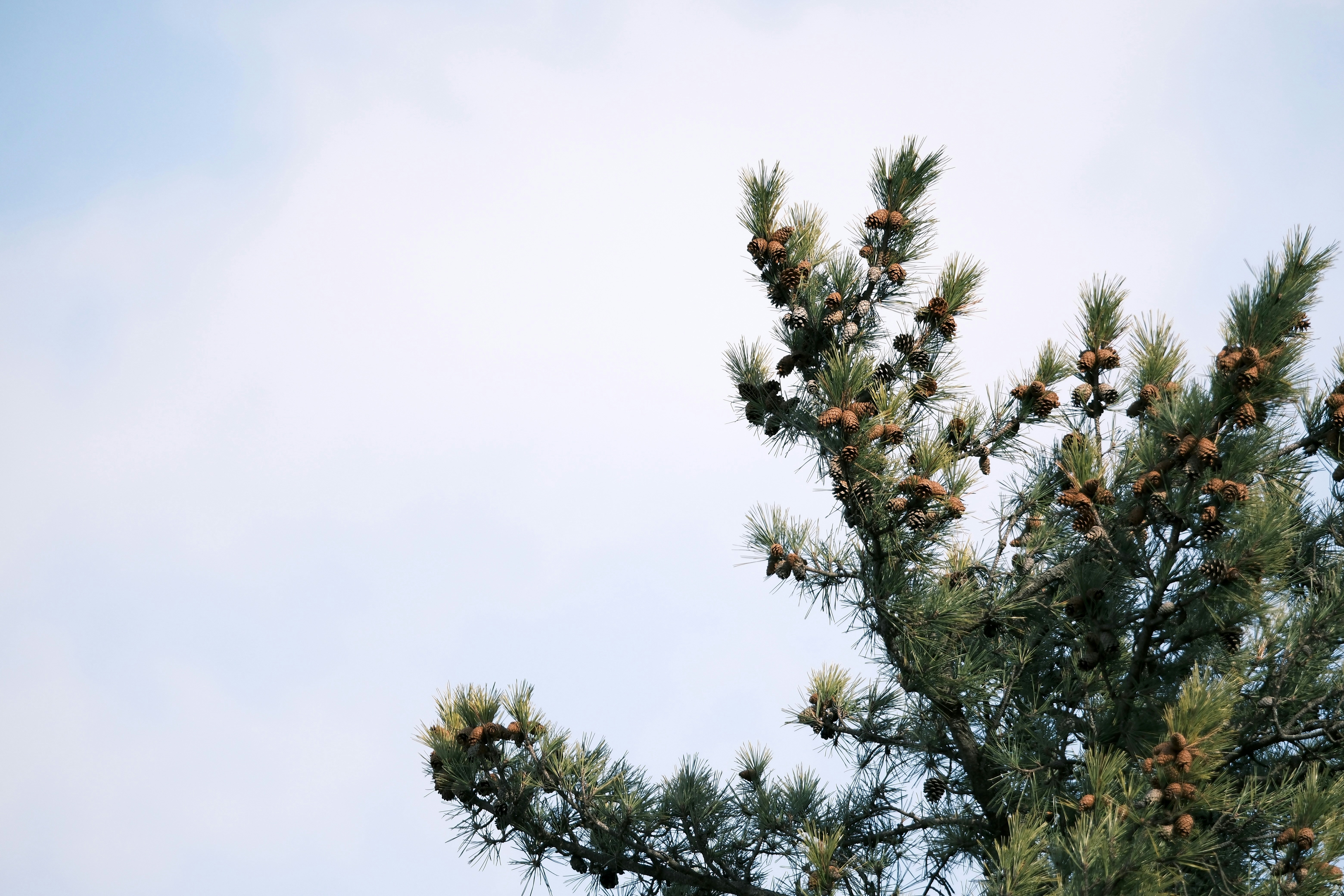 Photo by seiya_maeda