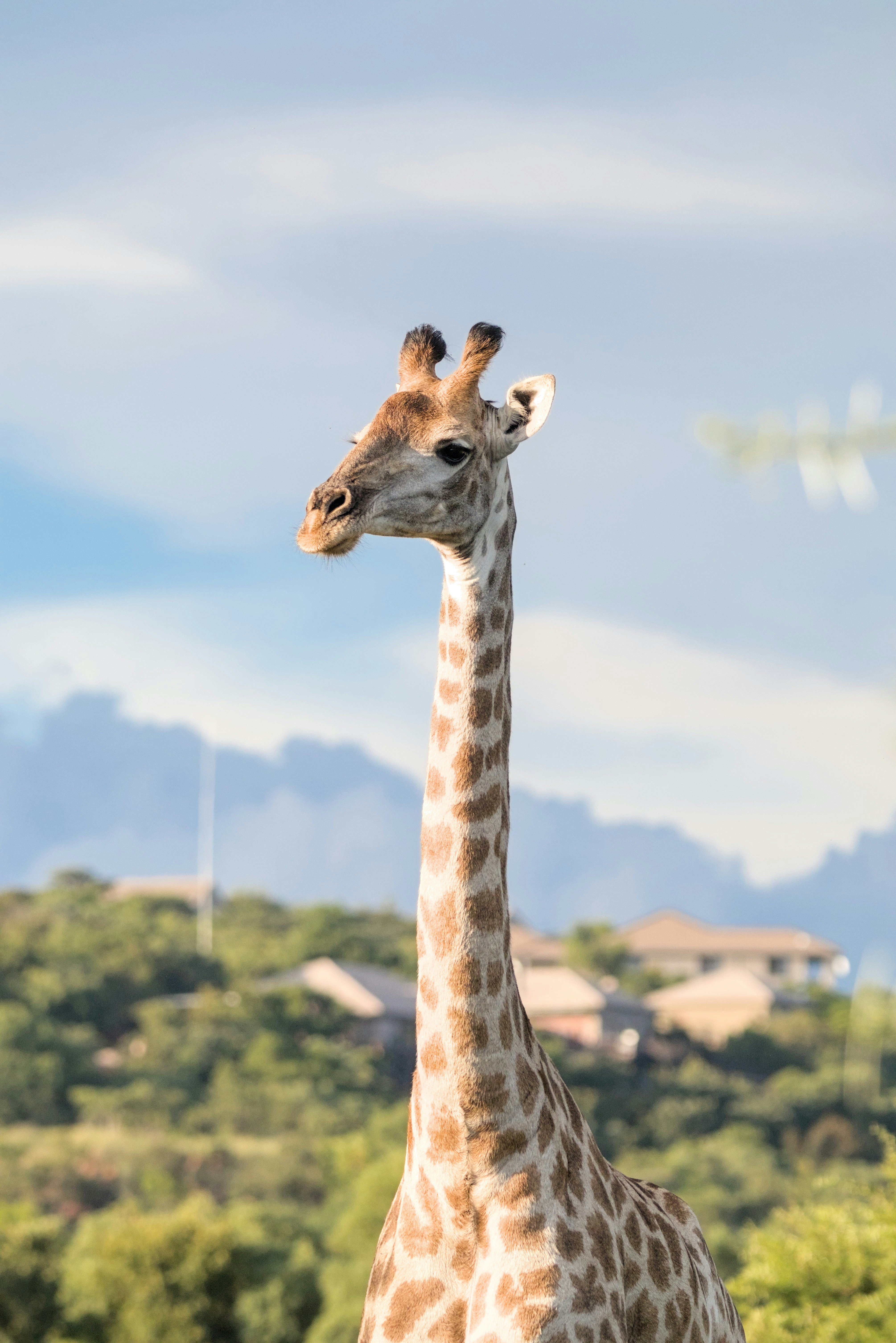 A tall giraffe standing in a lush green field