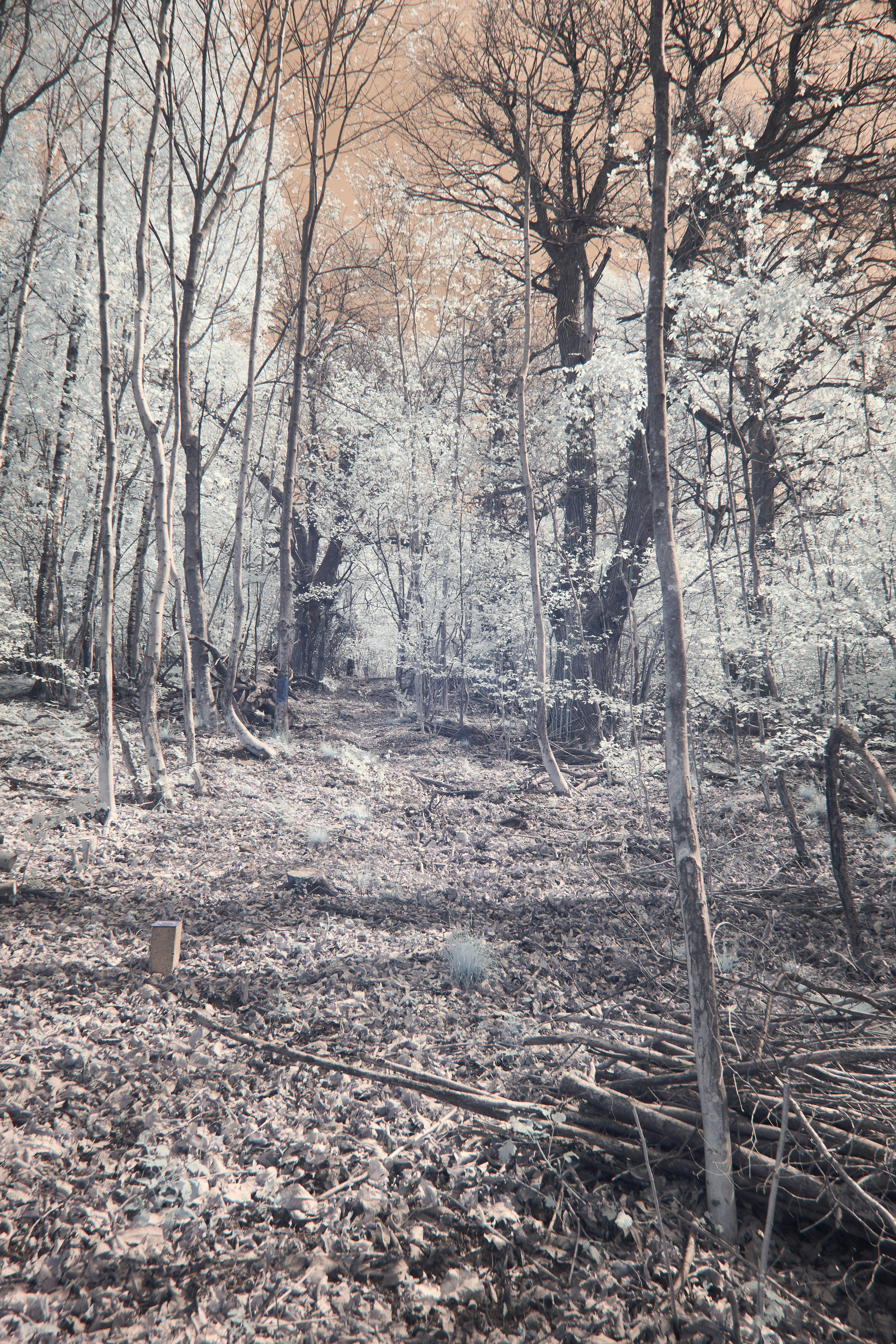 Photo by wolfgang_hasselmann