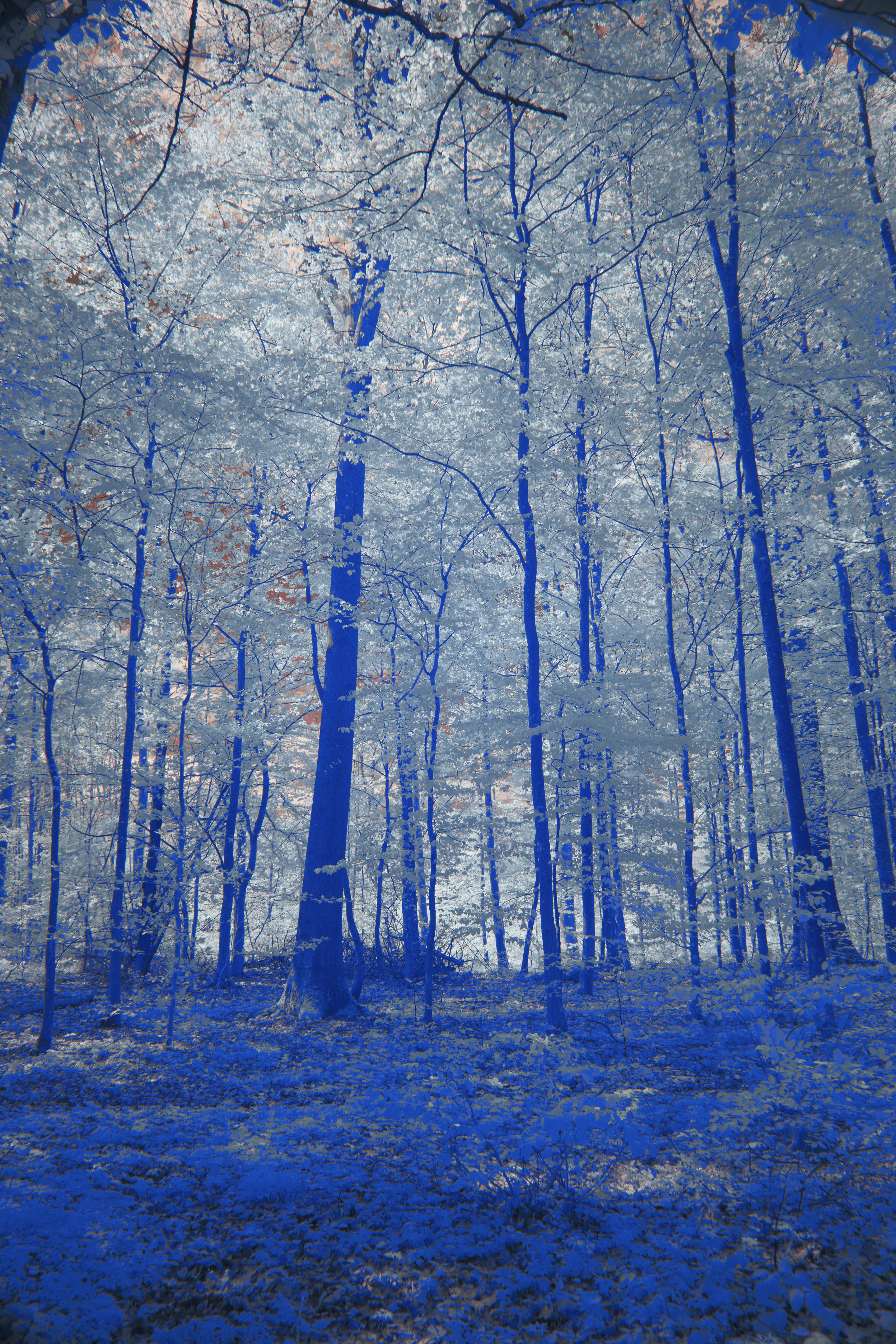 Photo by wolfgang_hasselmann