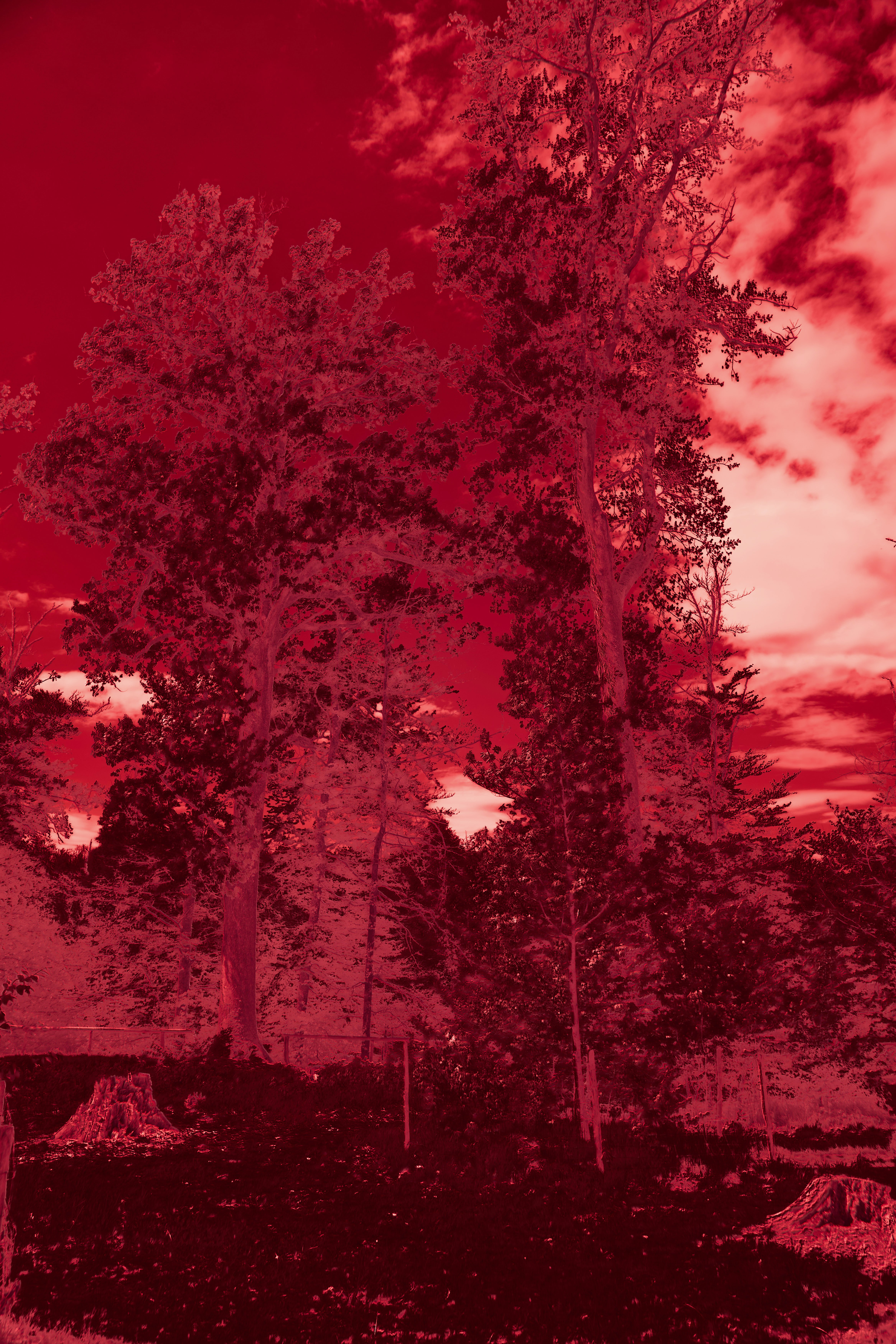 Photo by wolfgang_hasselmann