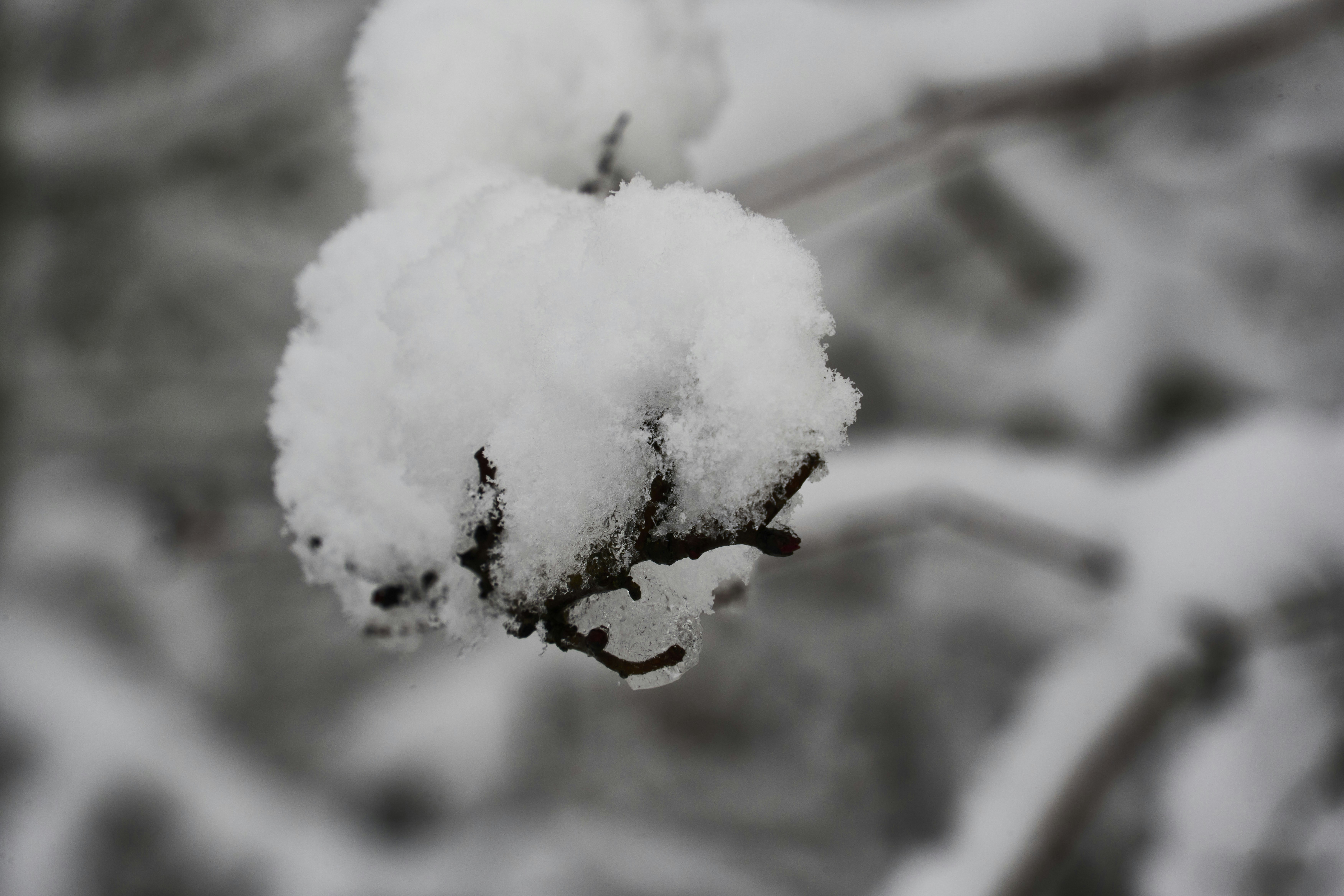 Photo by wolfgang_hasselmann