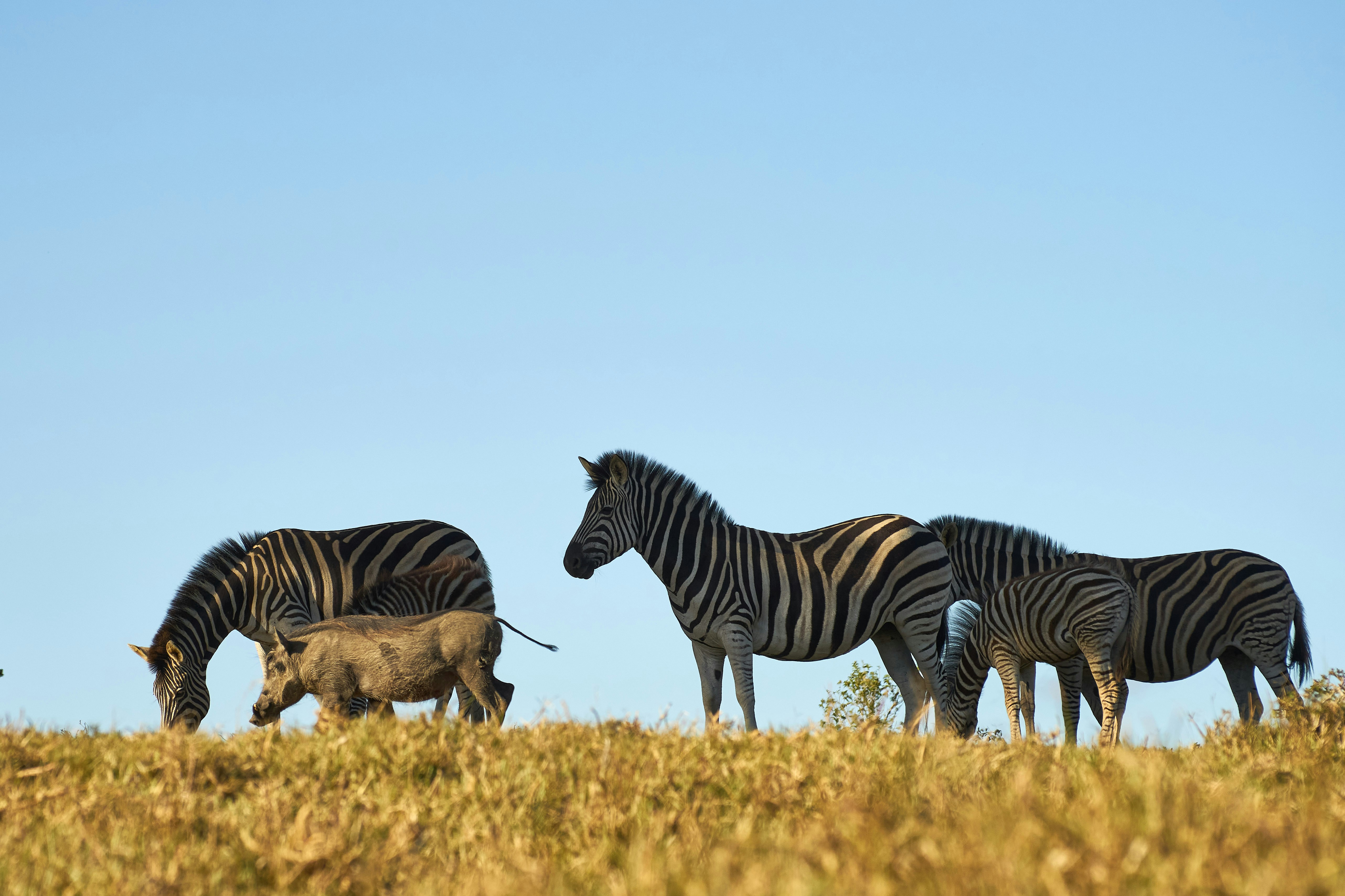 Photo by wolfgang_hasselmann