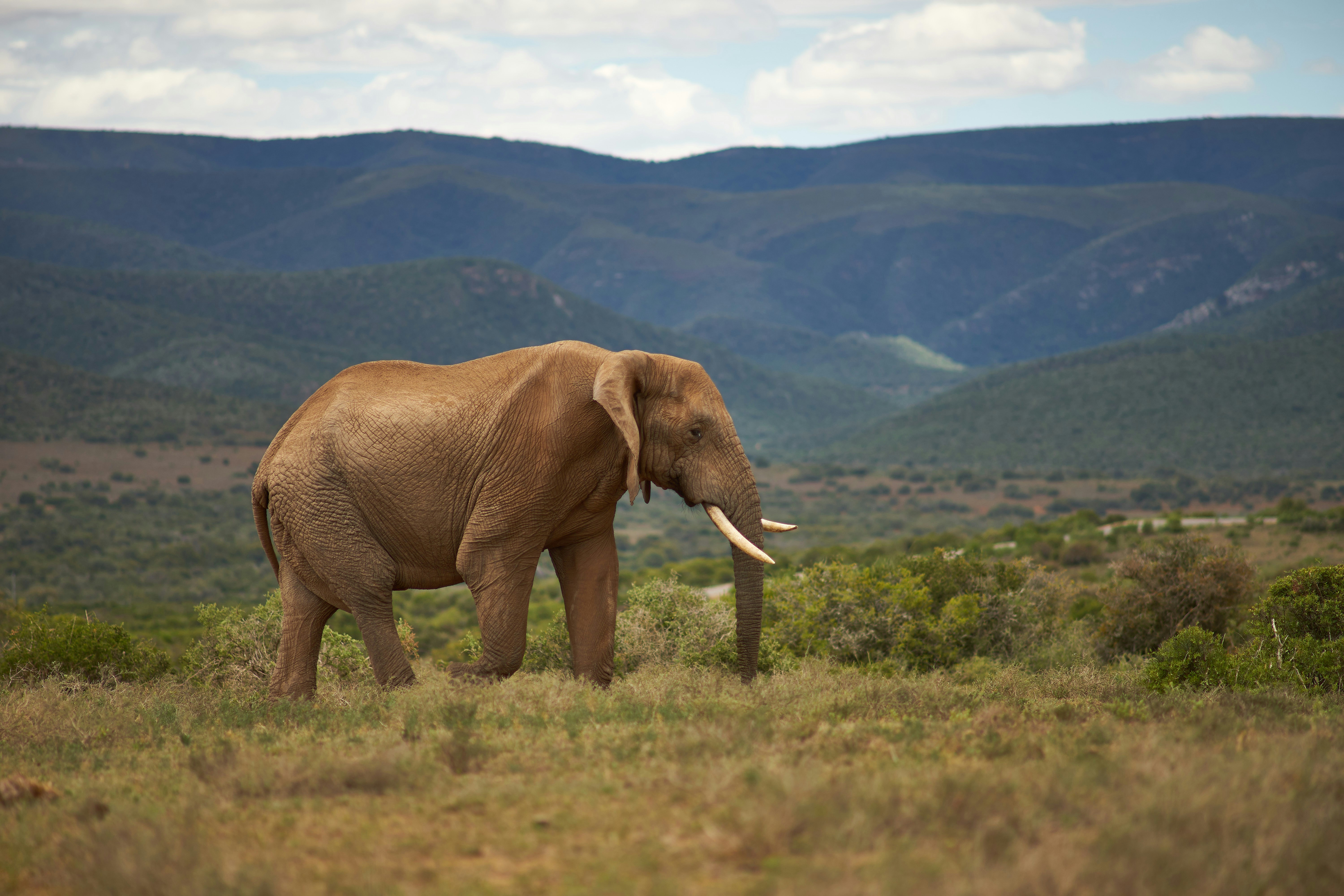 Photo by wolfgang_hasselmann