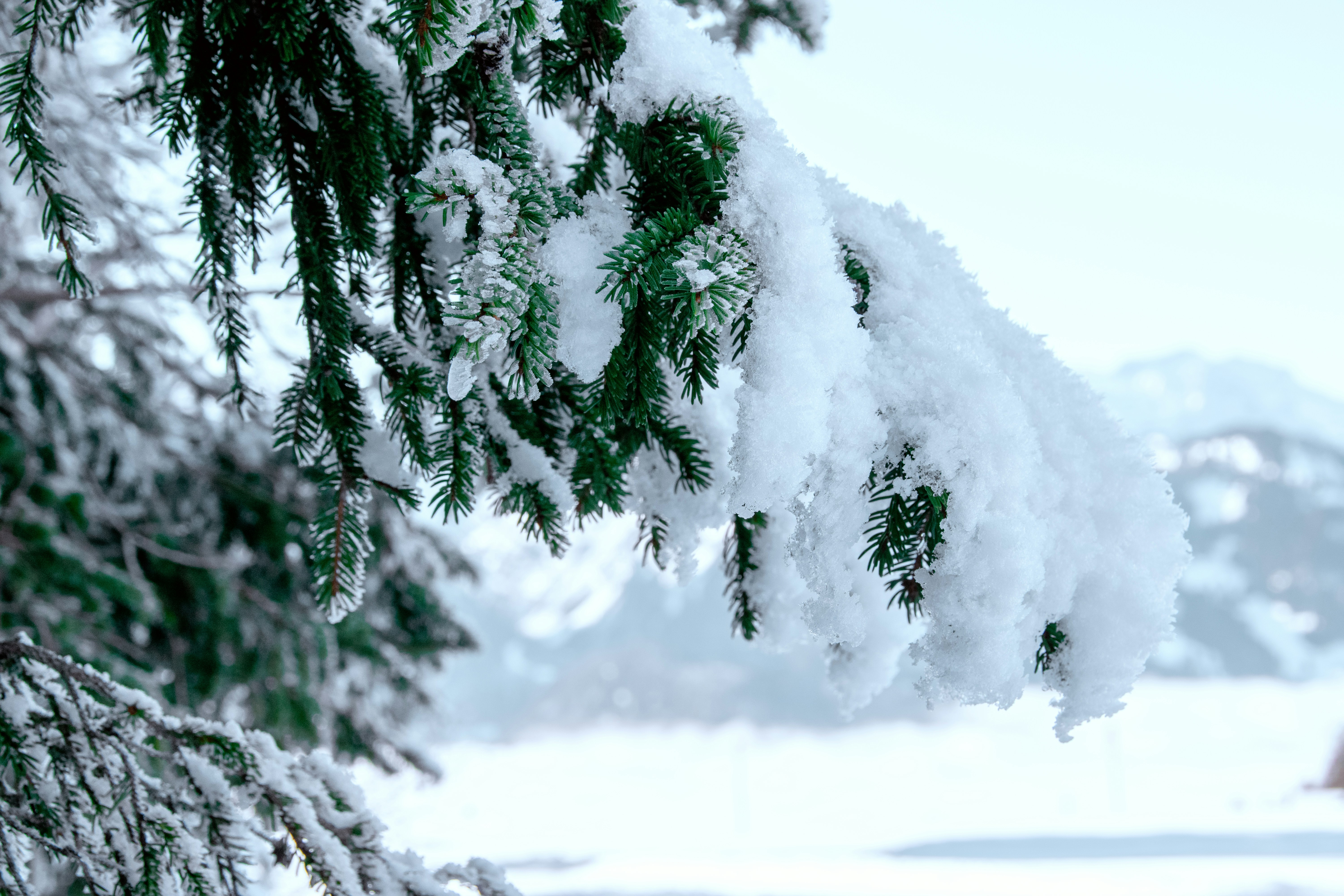 A pine tree covered in snow with mountains in the background