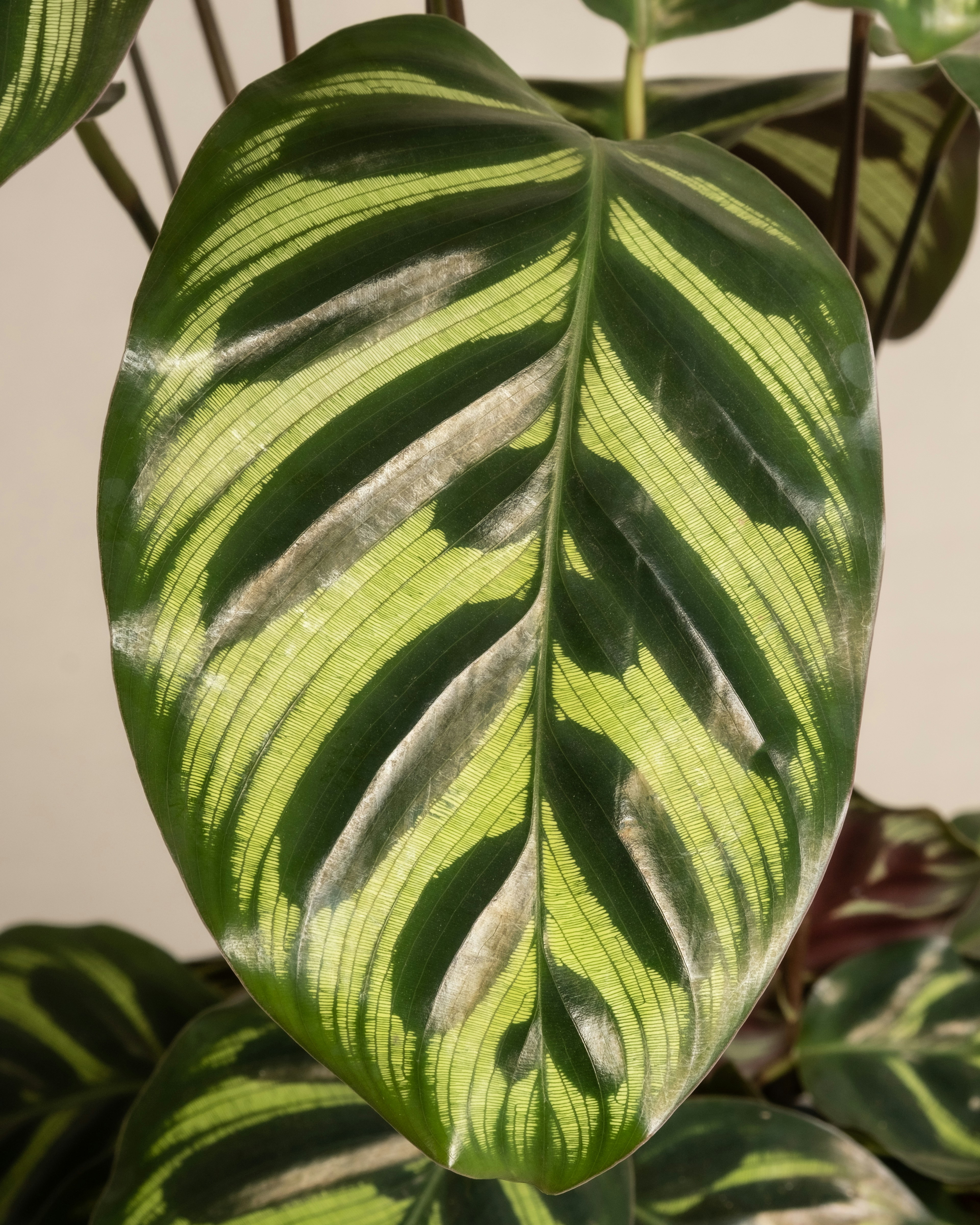 Photo by feeypflanzen