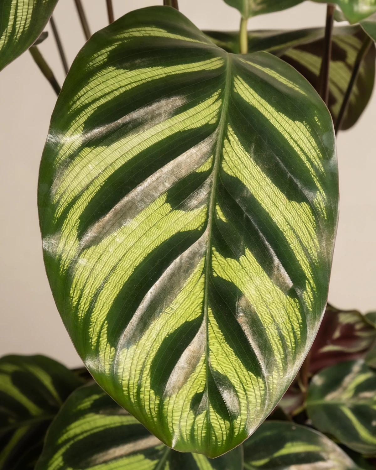 Cómo cuidar una Calathea