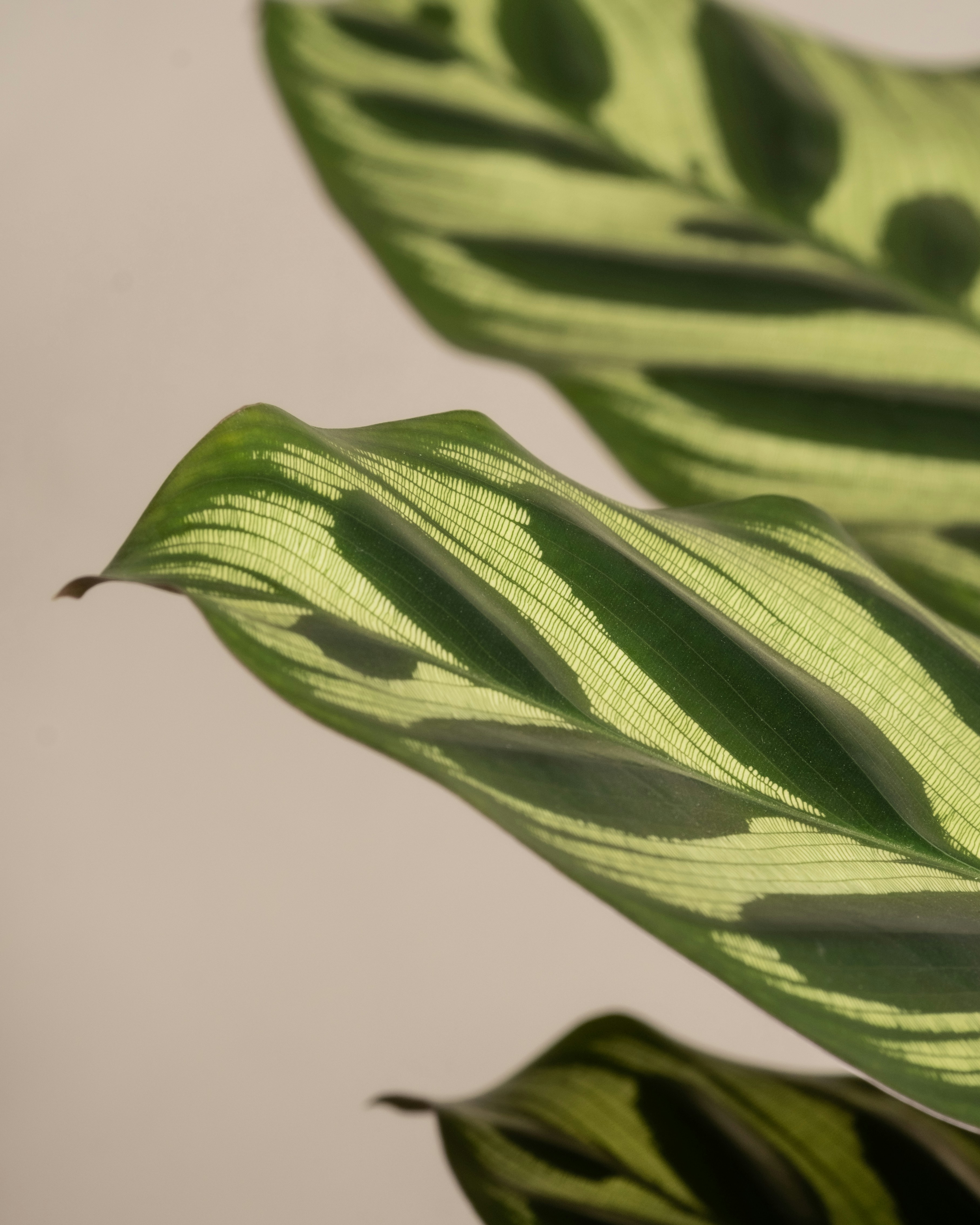 Photo by feeypflanzen