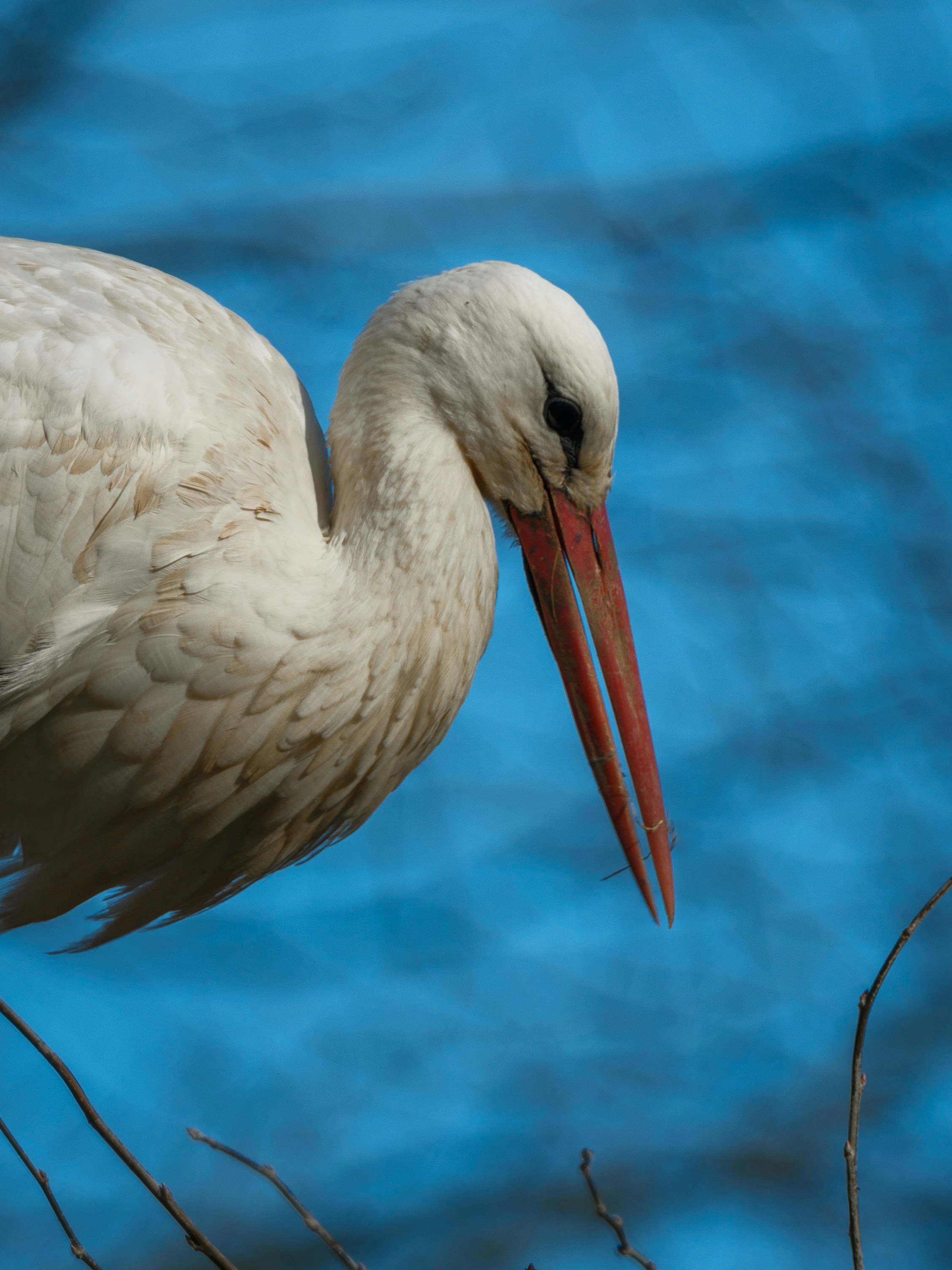 Photo by haberdoedas