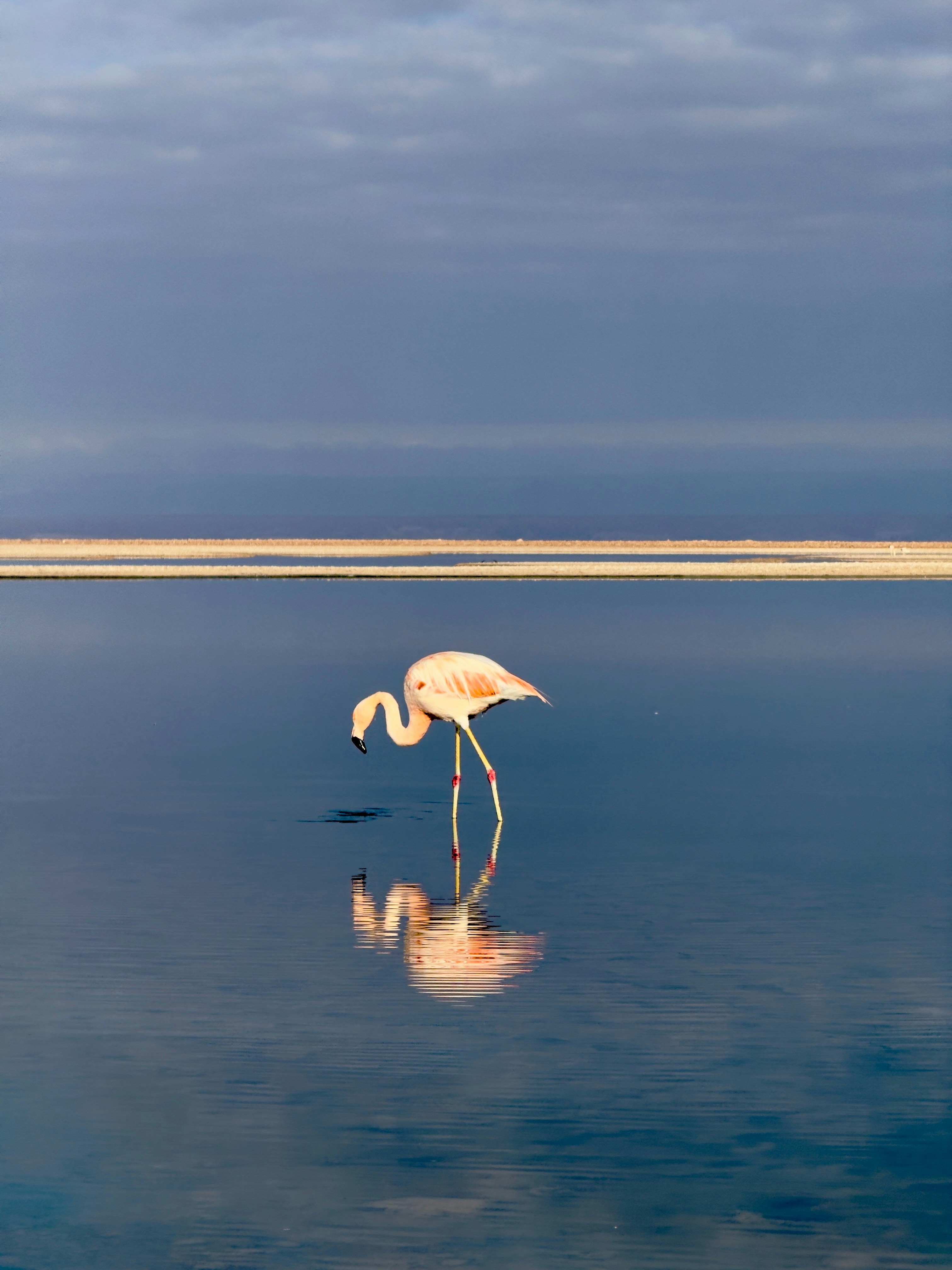 水域の真ん中に立つフラミンゴ
