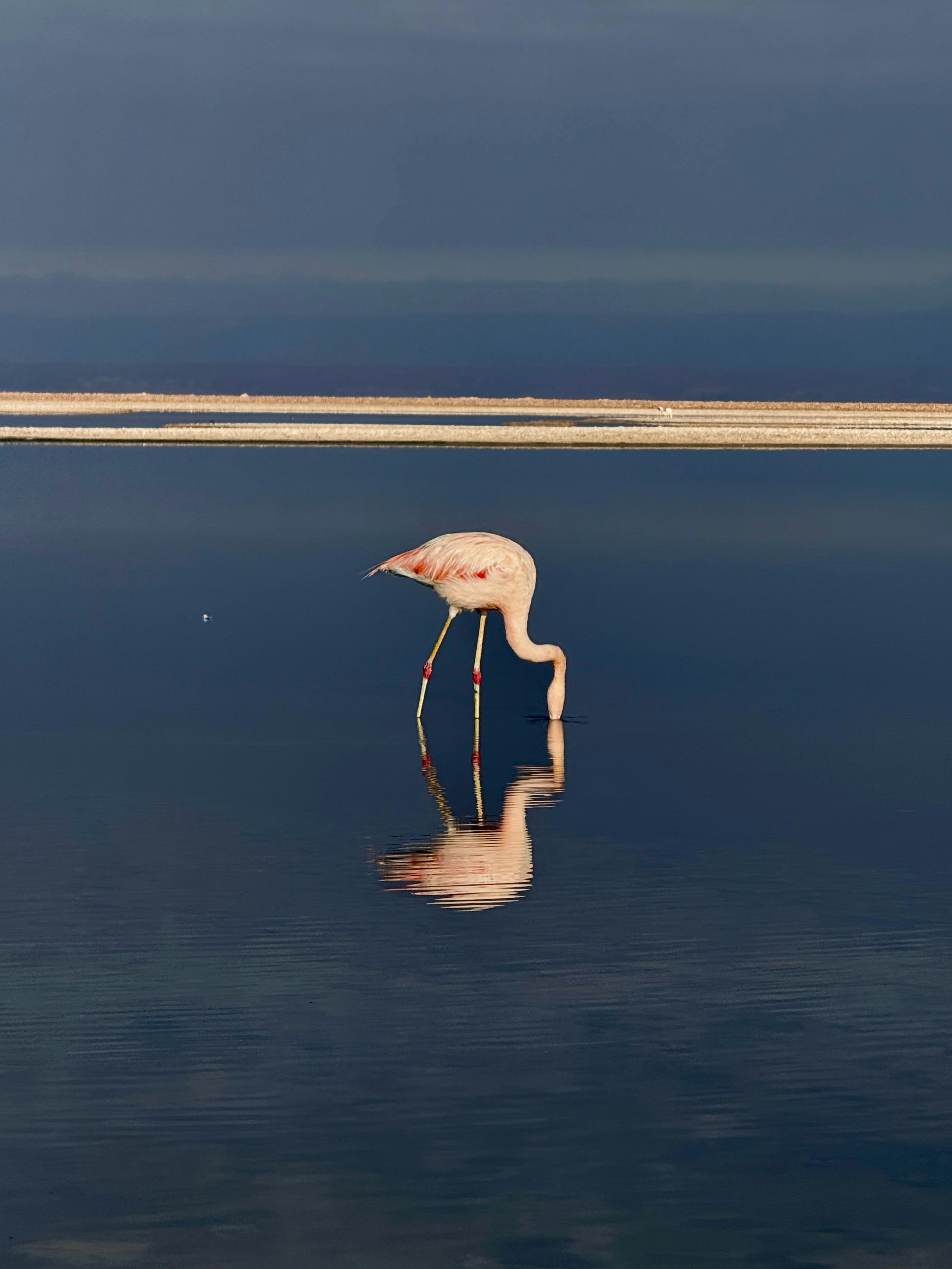 A flamingo standing in the middle of a body of water
