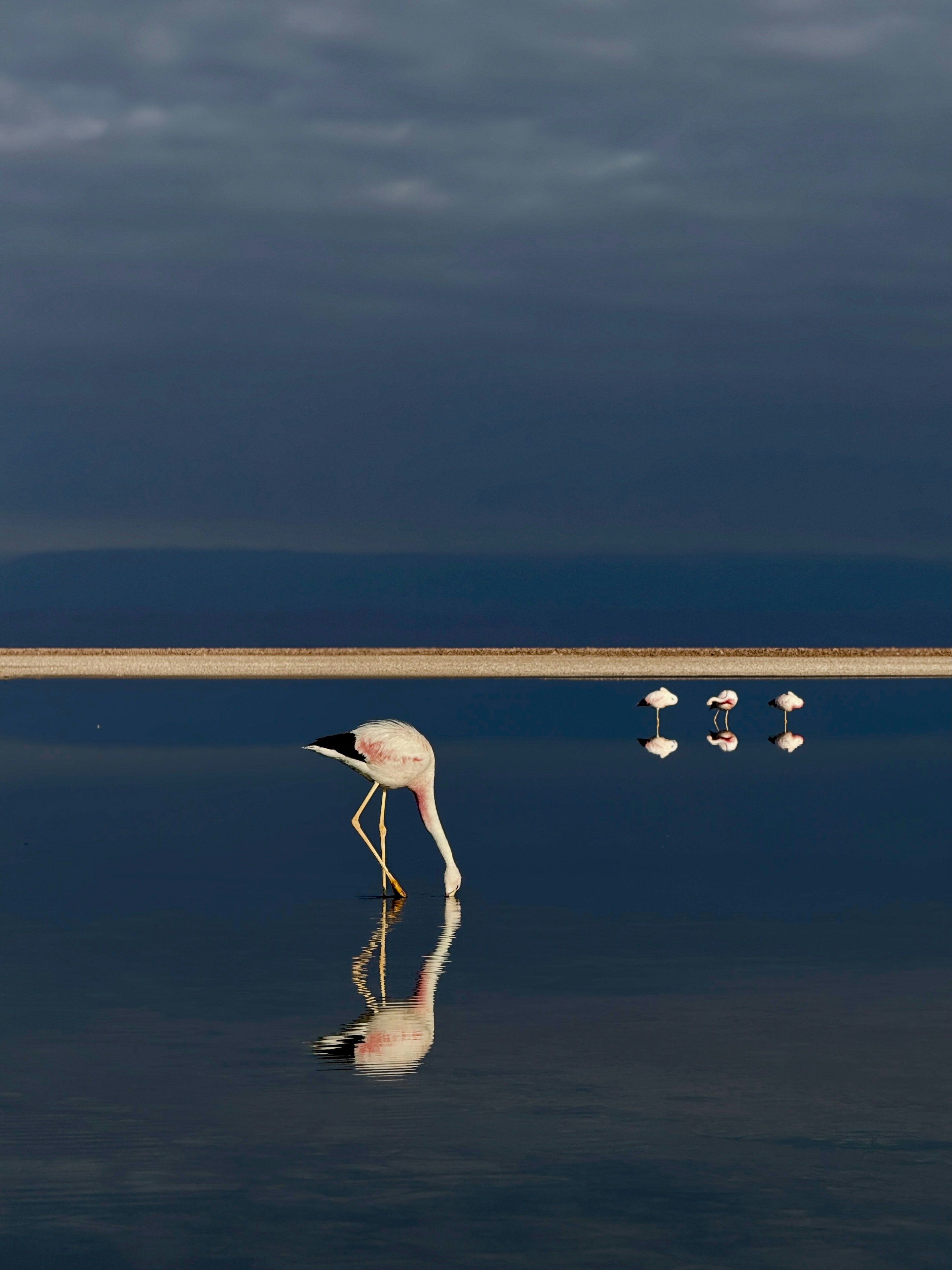 水面に佇むフラミンゴとその反射