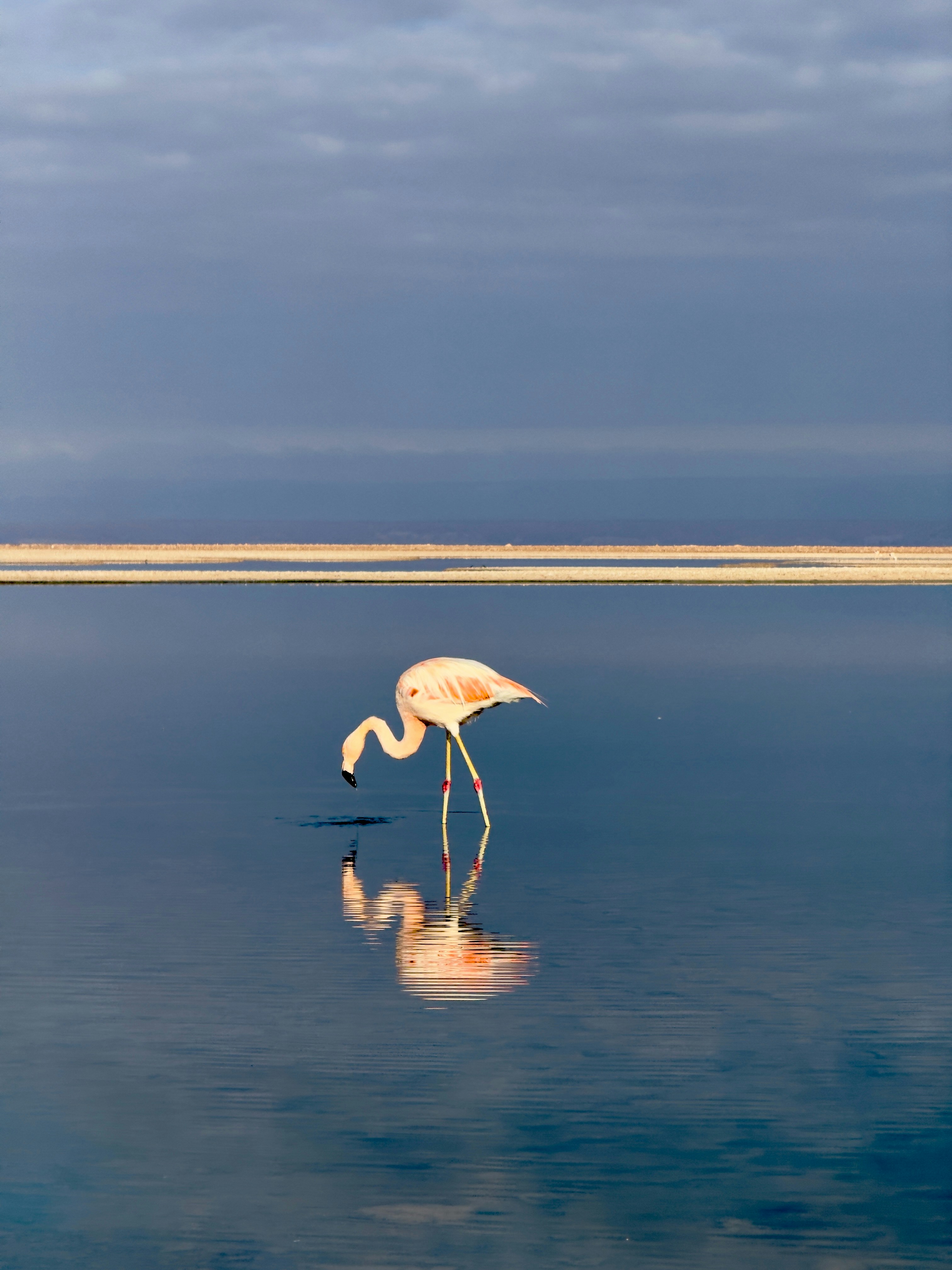 水域の真ん中に立つフラミンゴ