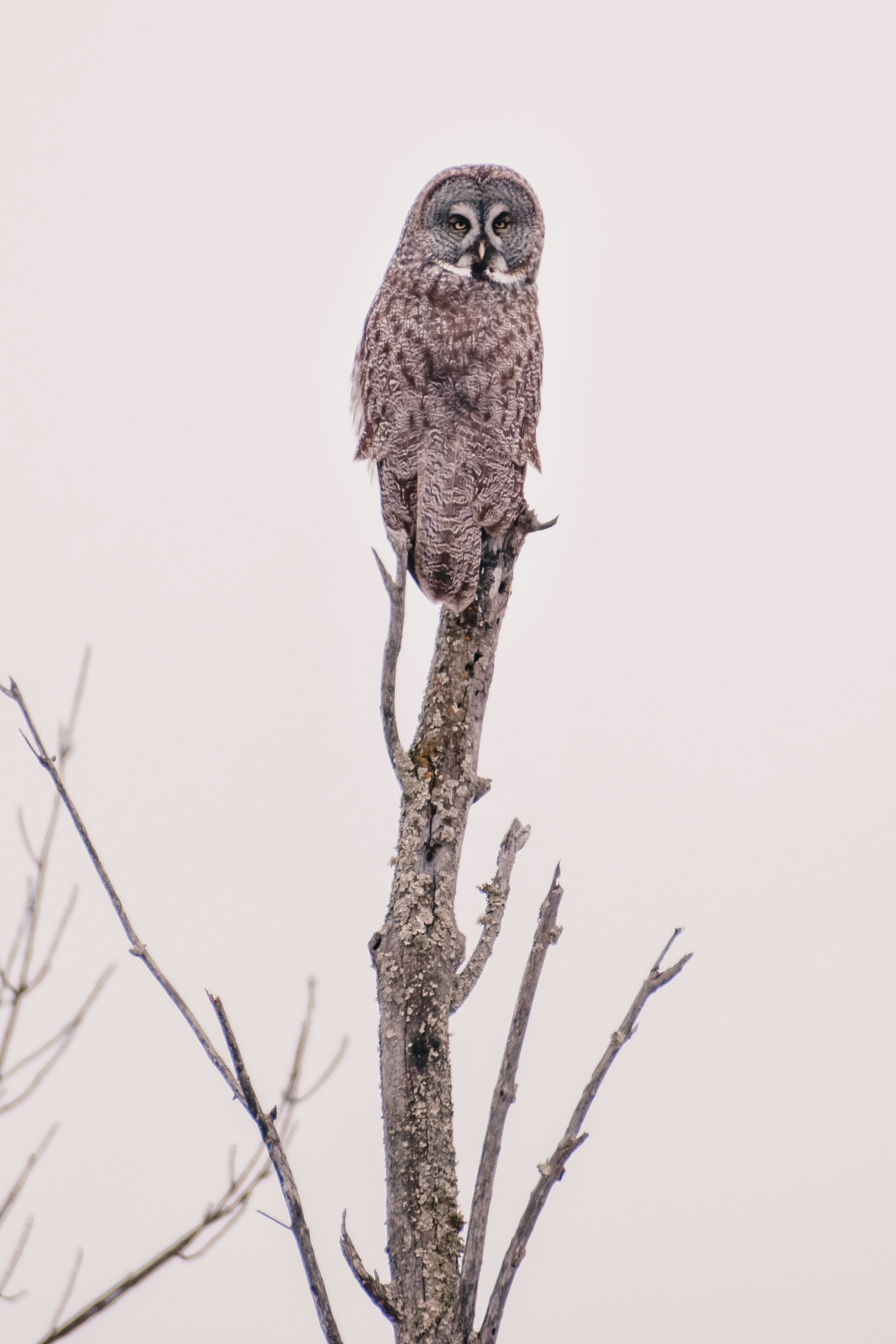 An owl sitting on top of a tree branch