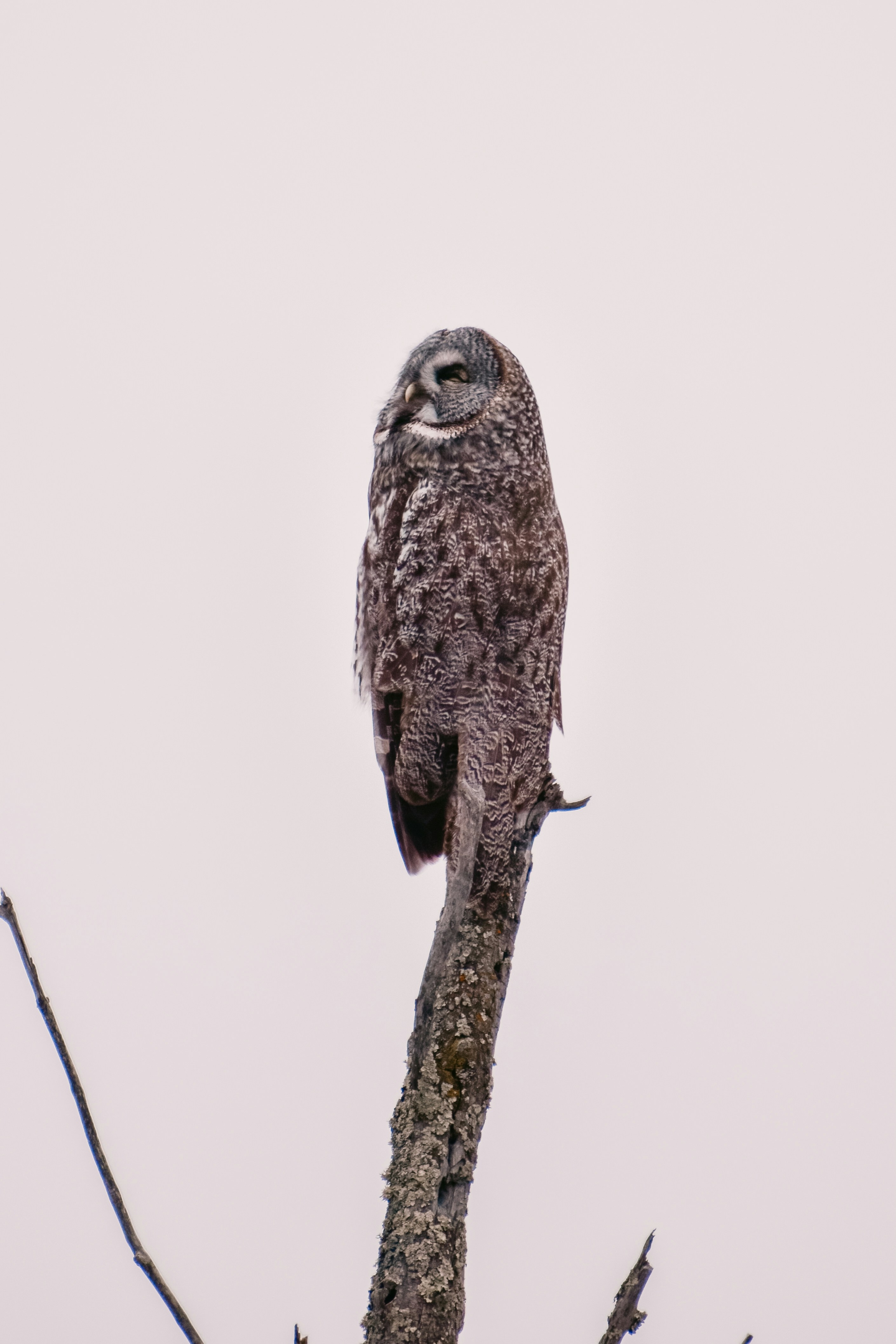 An owl is perched on a tree branch