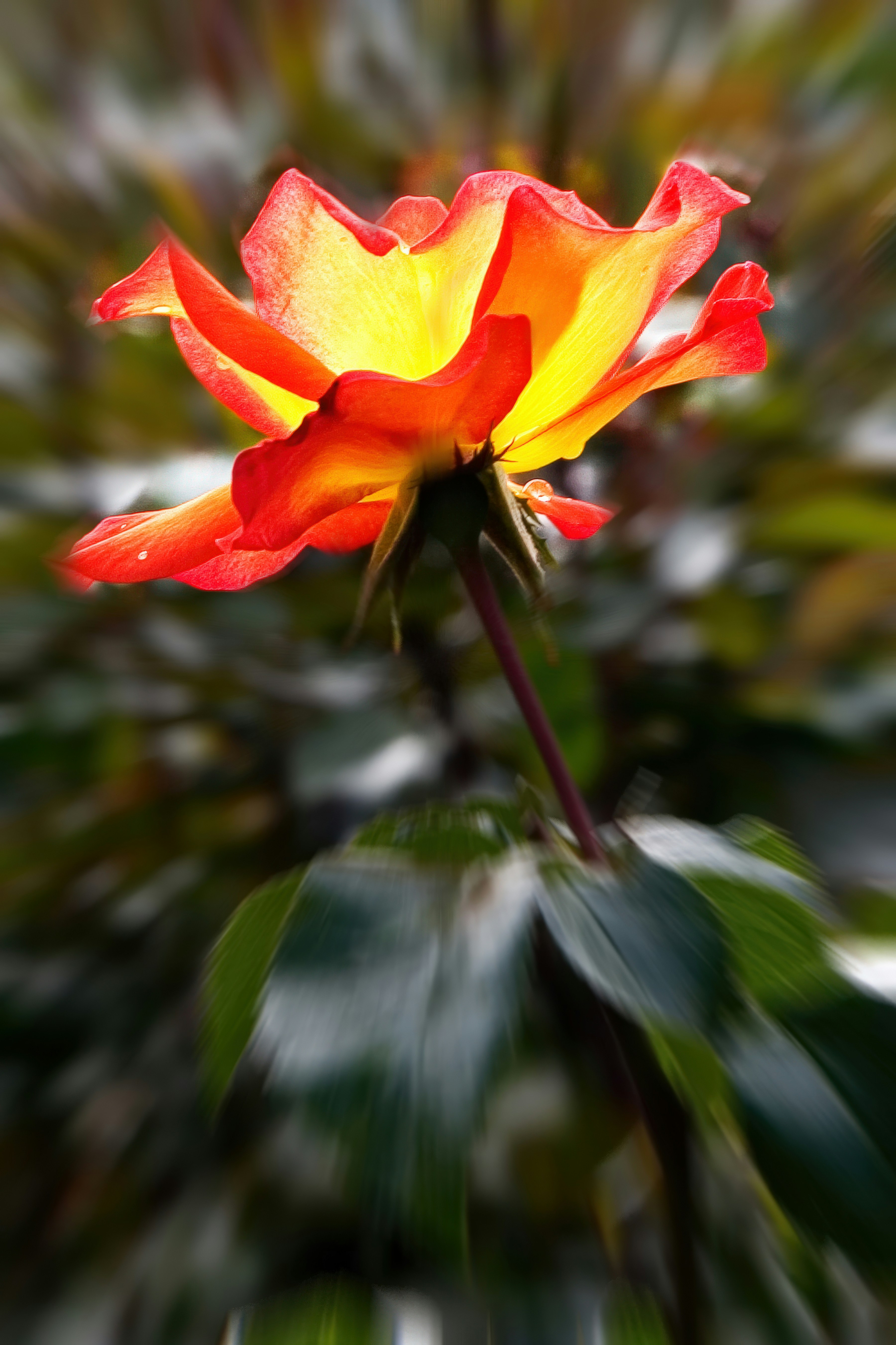A red and yellow flower with green leaves