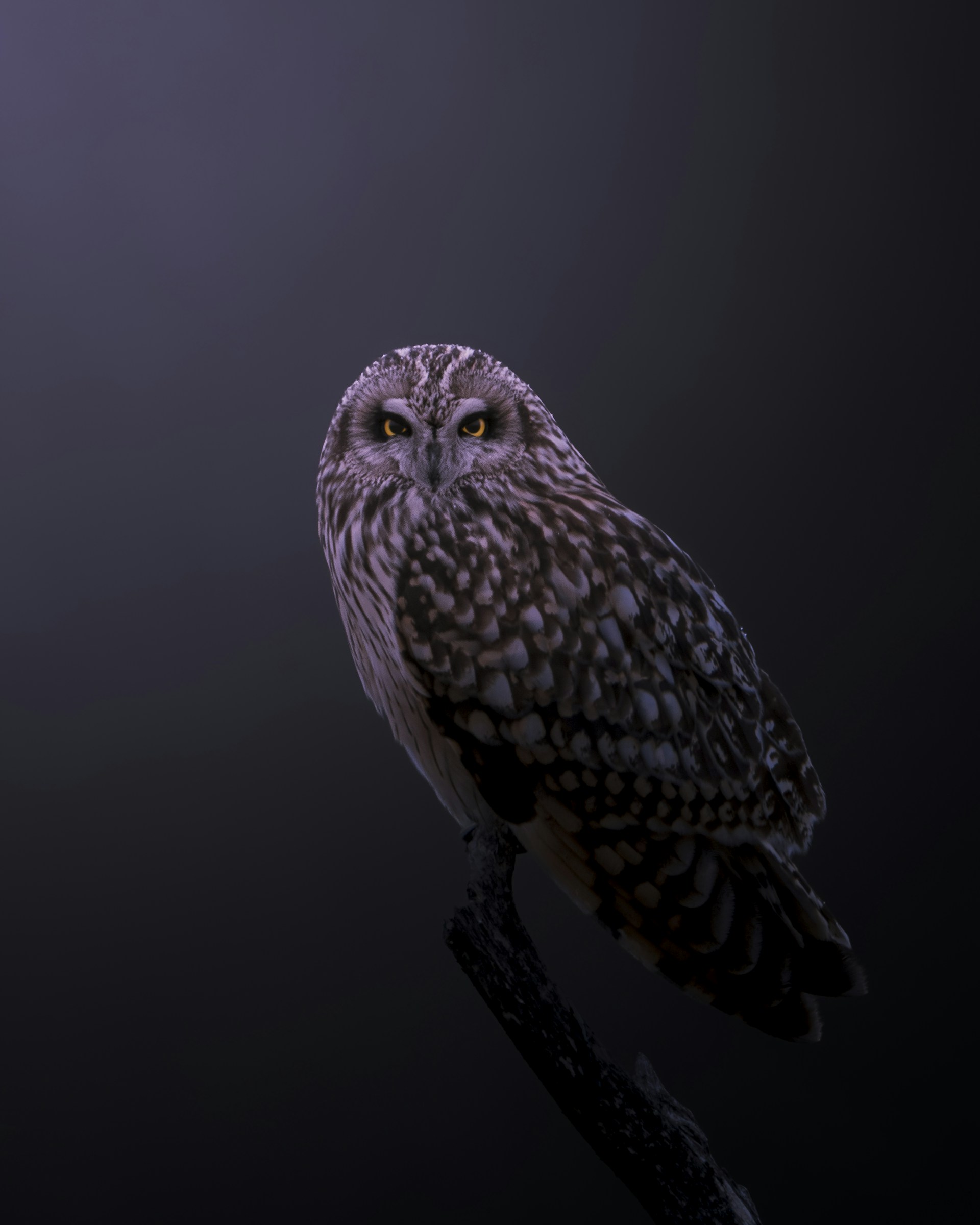An owl sitting on a branch in the dark