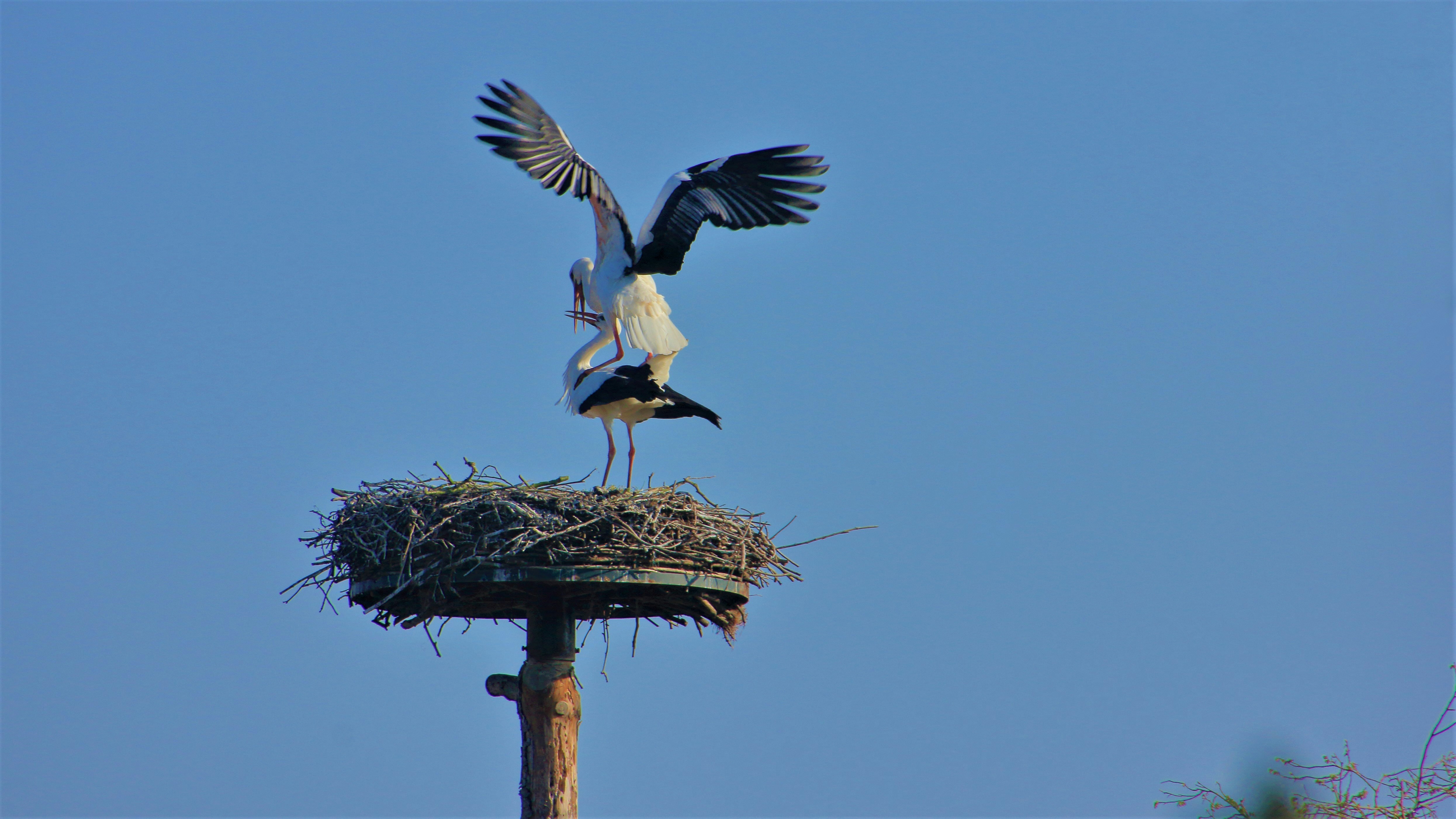 Afbeelding van Zaltbommel