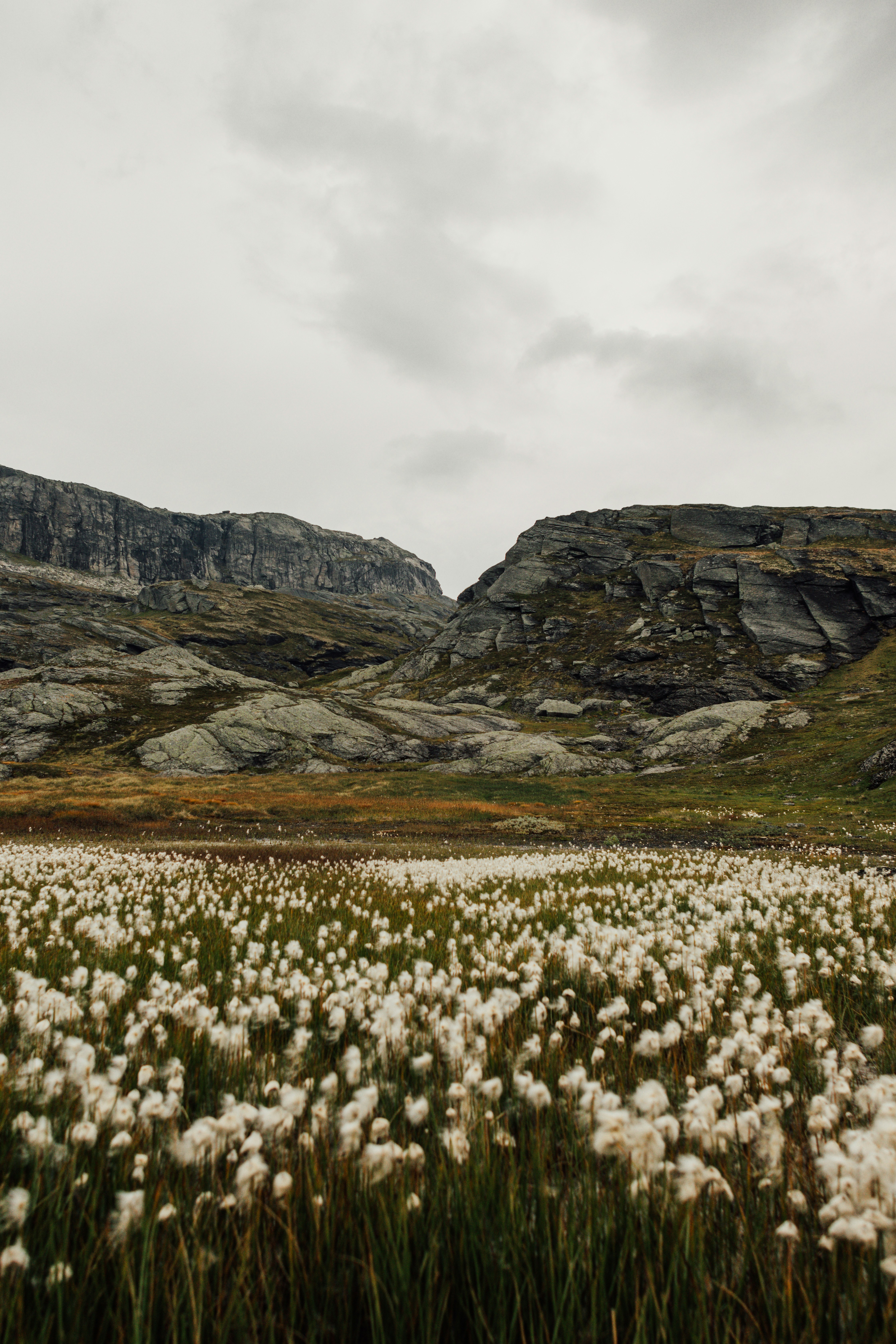 A field of wildflowers with mountains in the background by Pierre Lemos