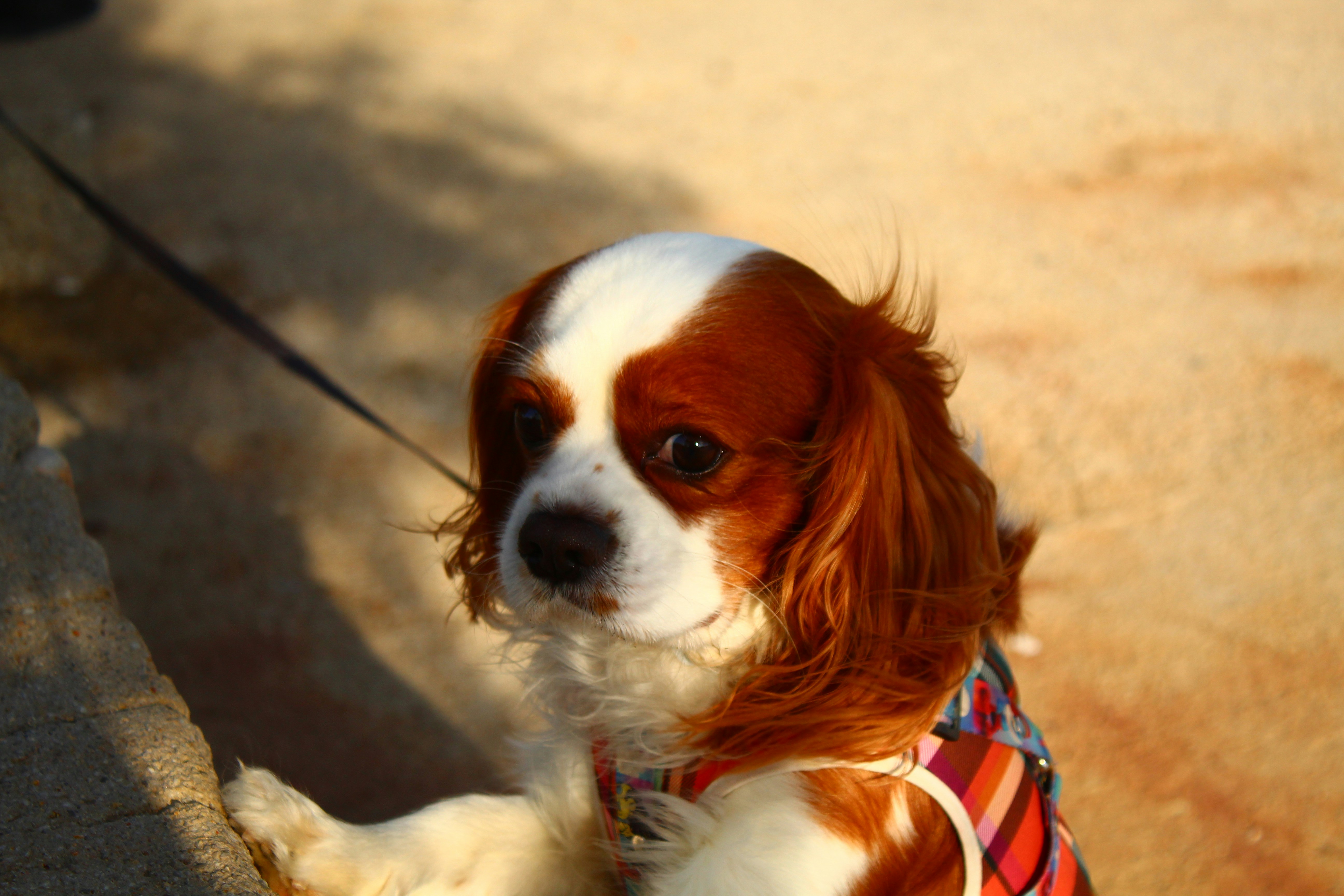 Track Health in Real-Time With Queva™