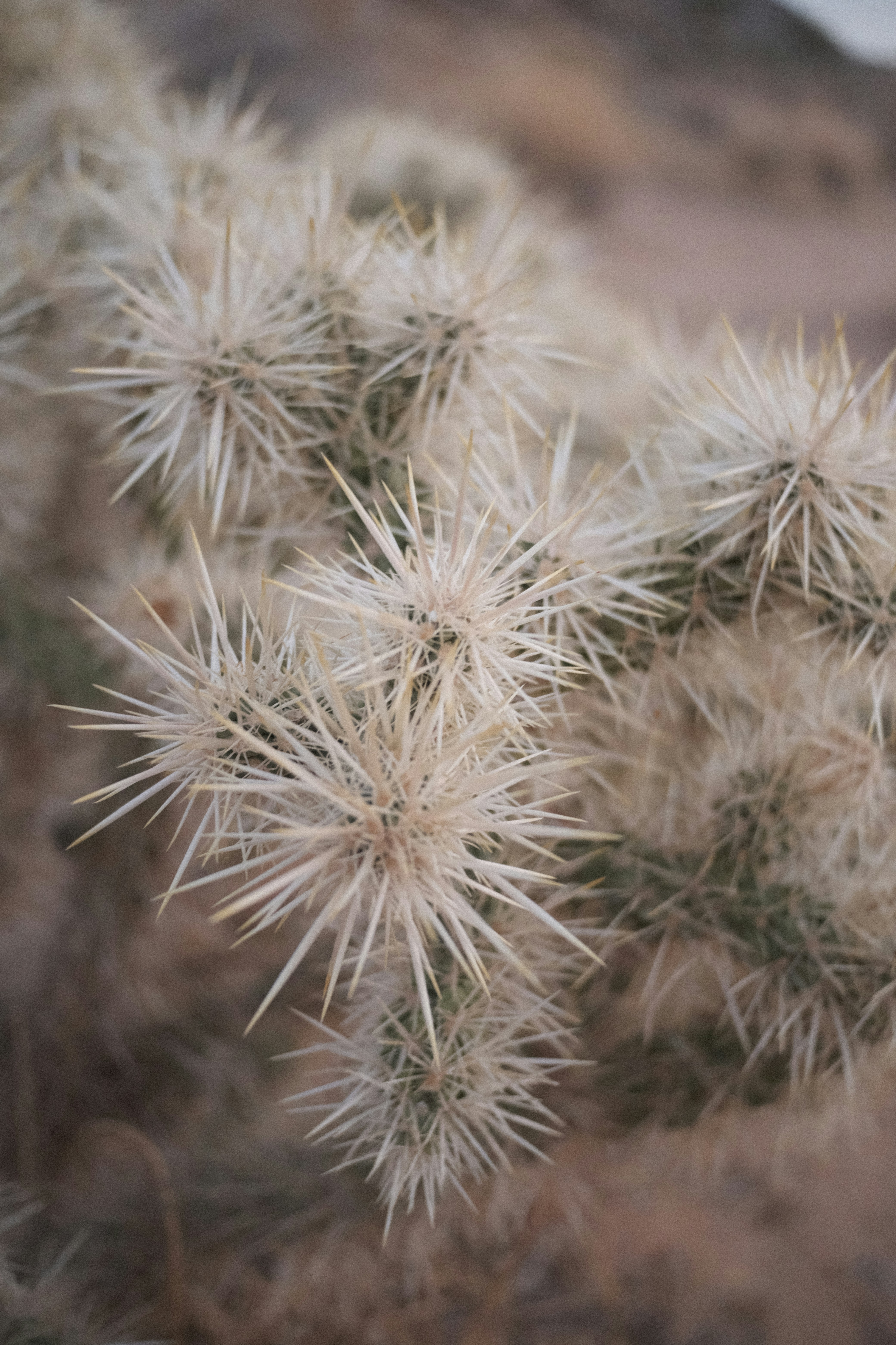 Photo by starryeyedjv