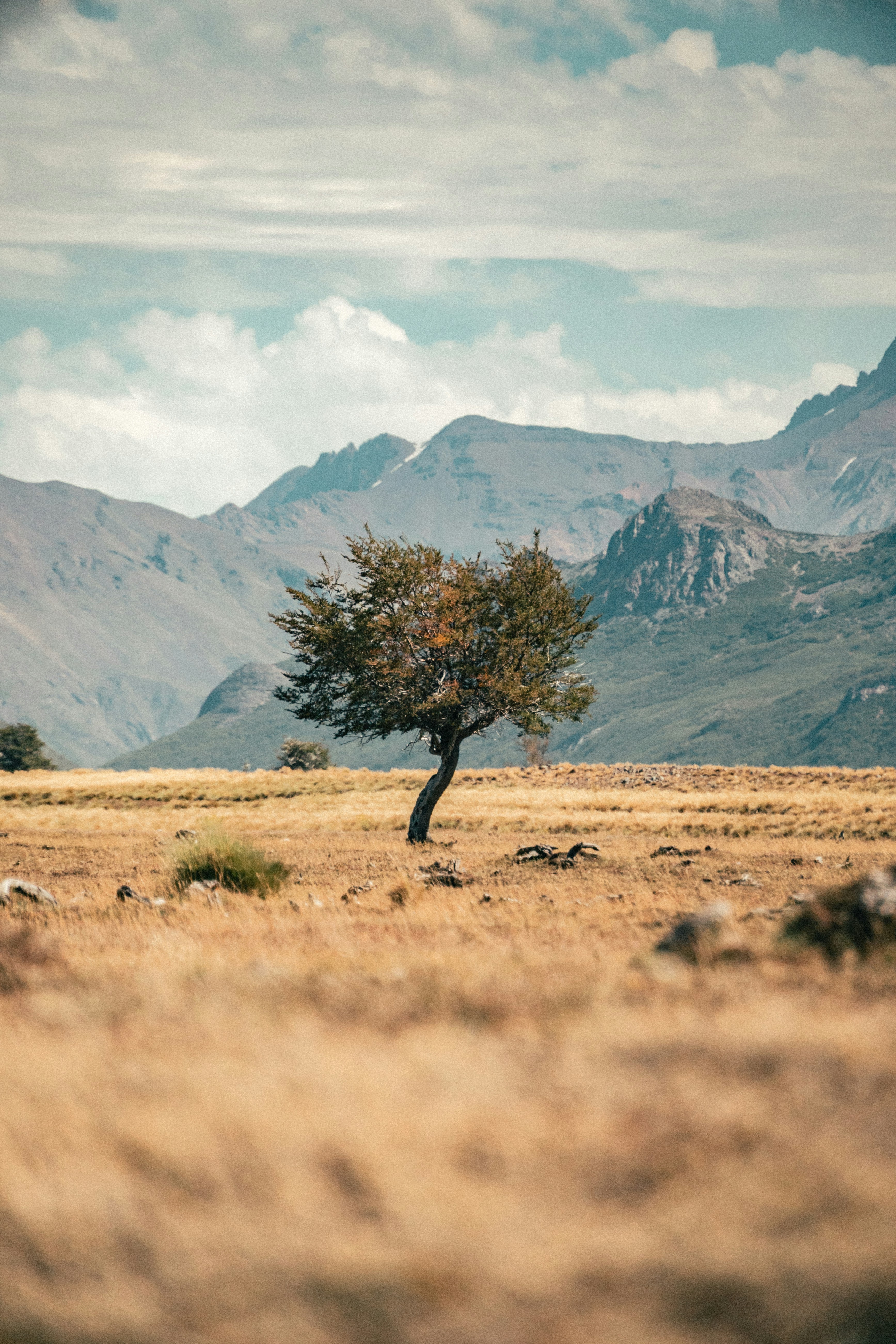 Uma árvore solitária em um campo com montanhas ao fundo