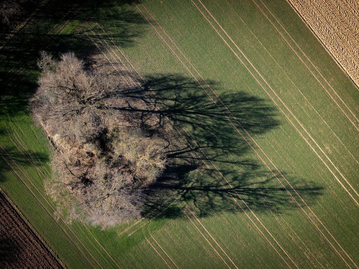 Aerial view of a lone tree in a snowy field, symbolizing solitude and the spirit of Christmas volunteer opportunities.