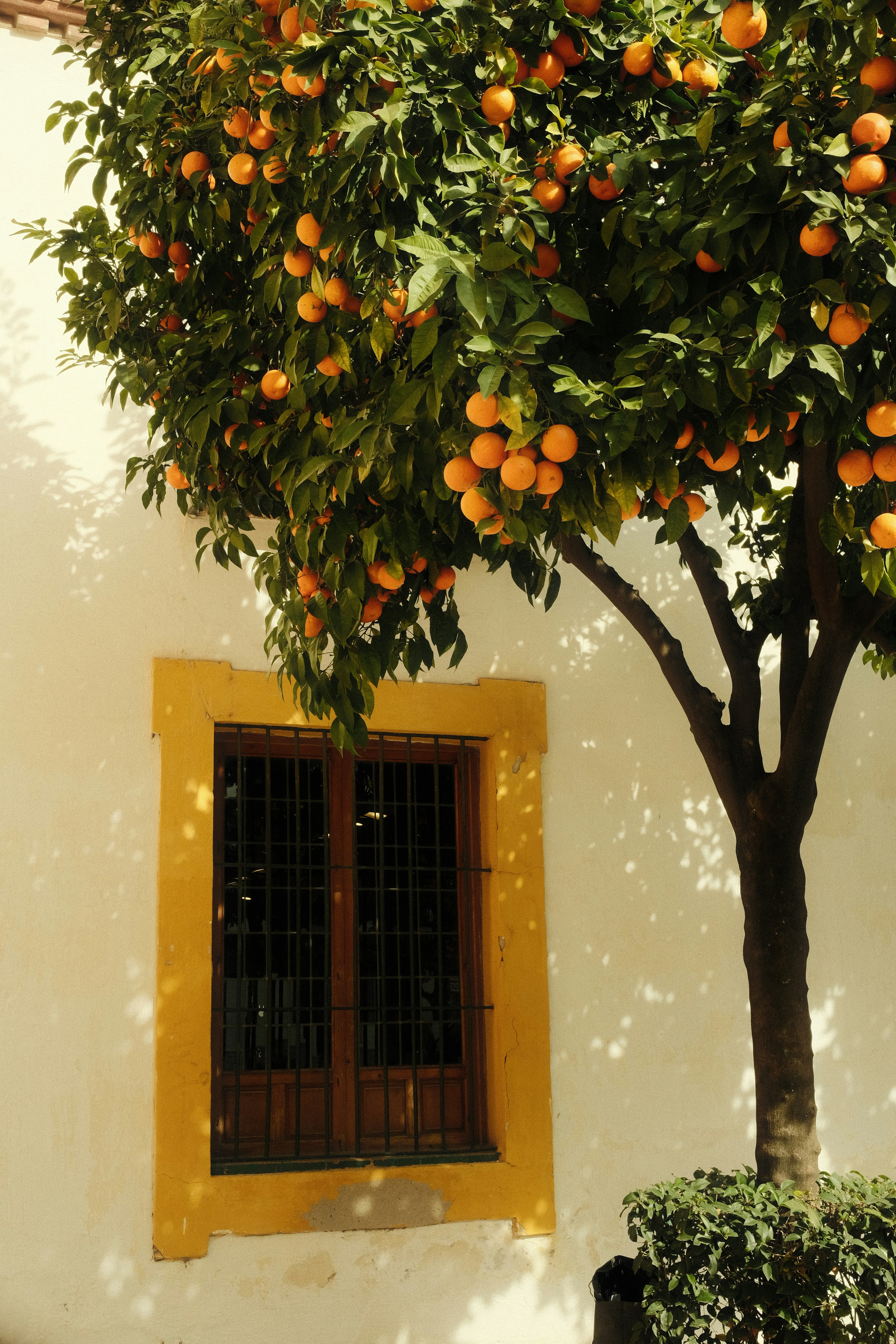 An orange tree in front of a white building