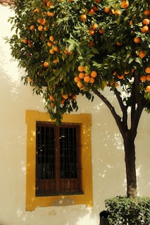 An orange tree in front of a white building