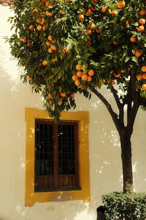An orange tree in front of a white building