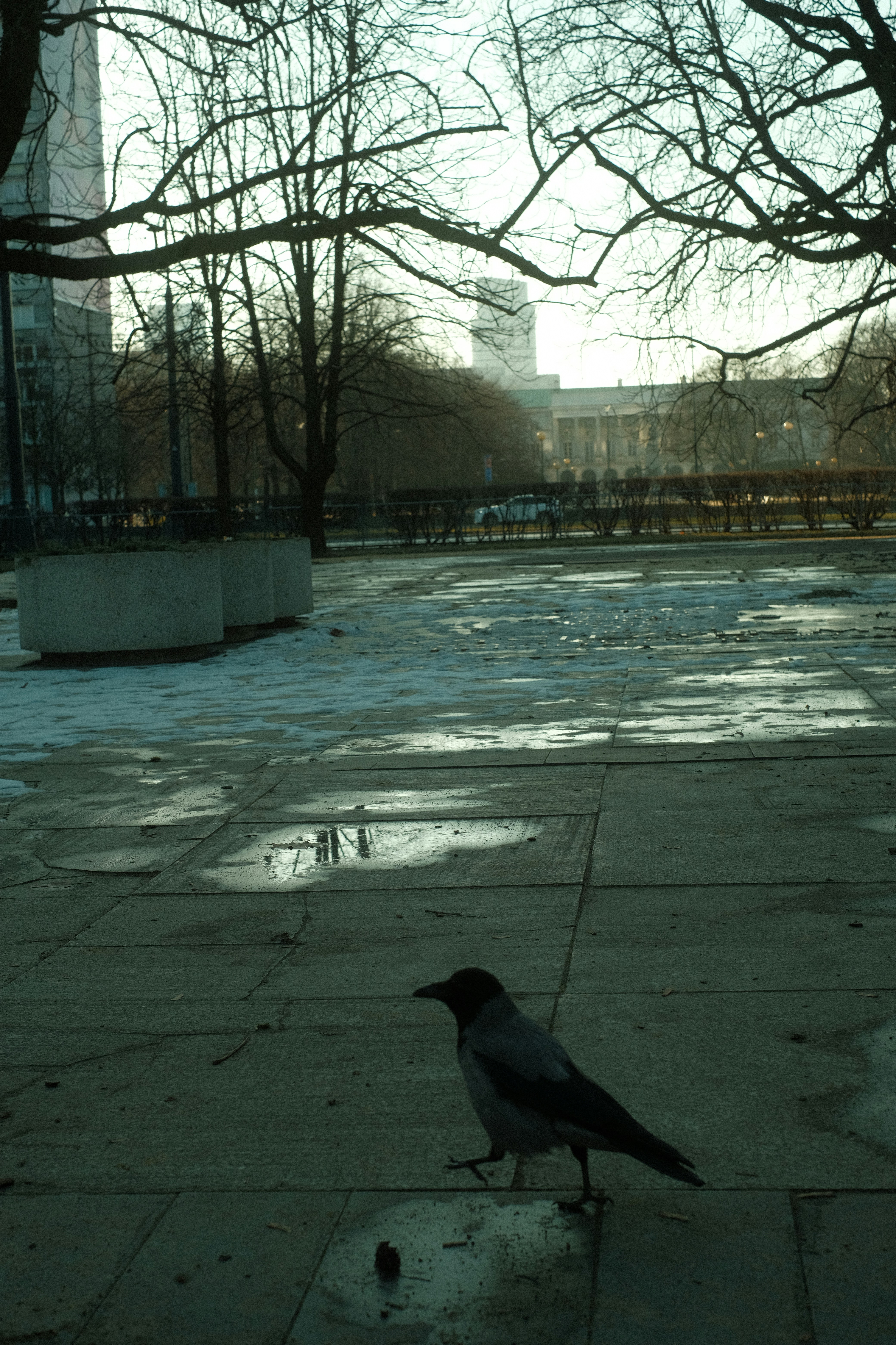 A small bird is standing on the sidewalk