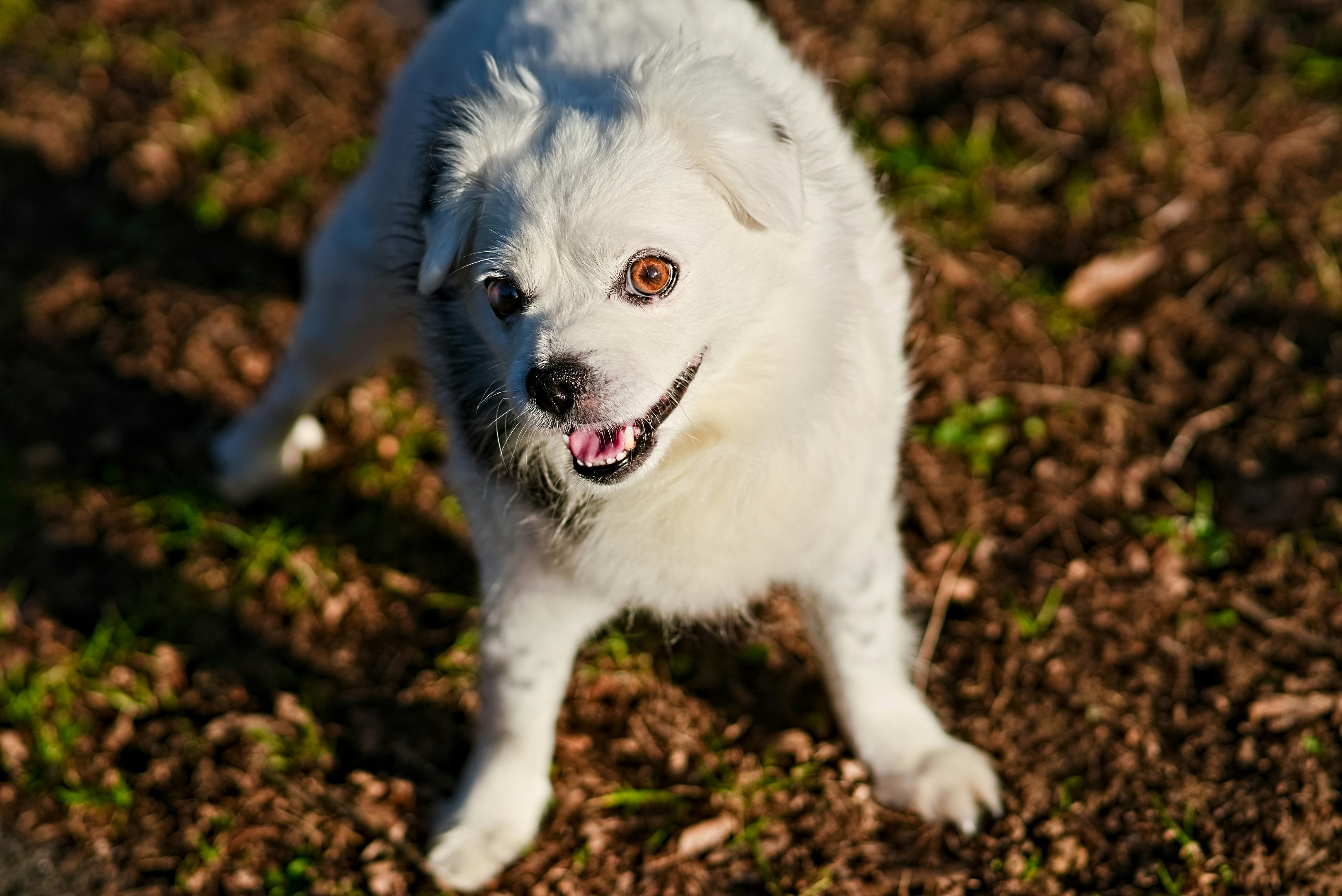 3) Aburrimiento y falta de rutina: cuando el ladrido es ‘energía sin salida’