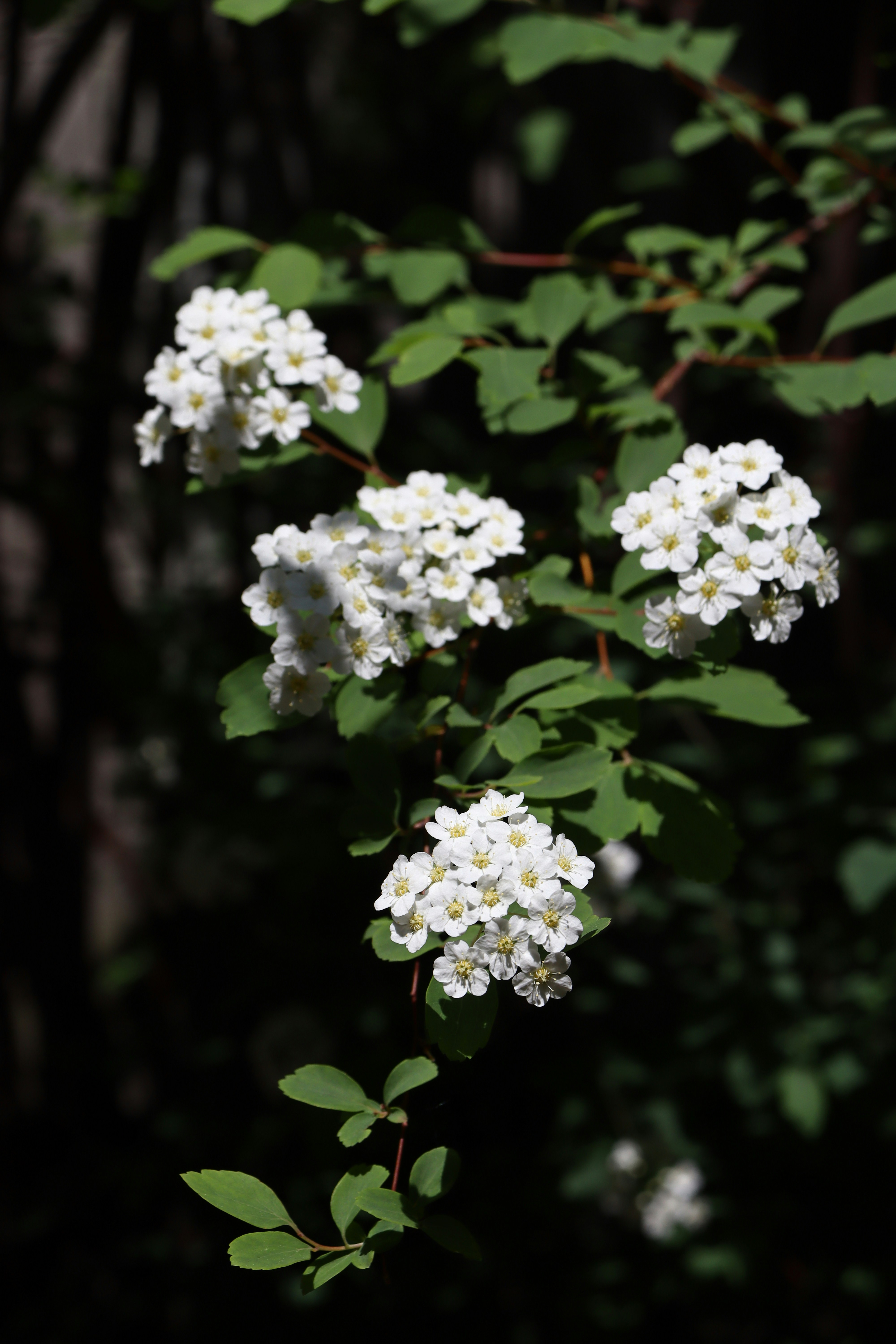 Photo by teresas_corner