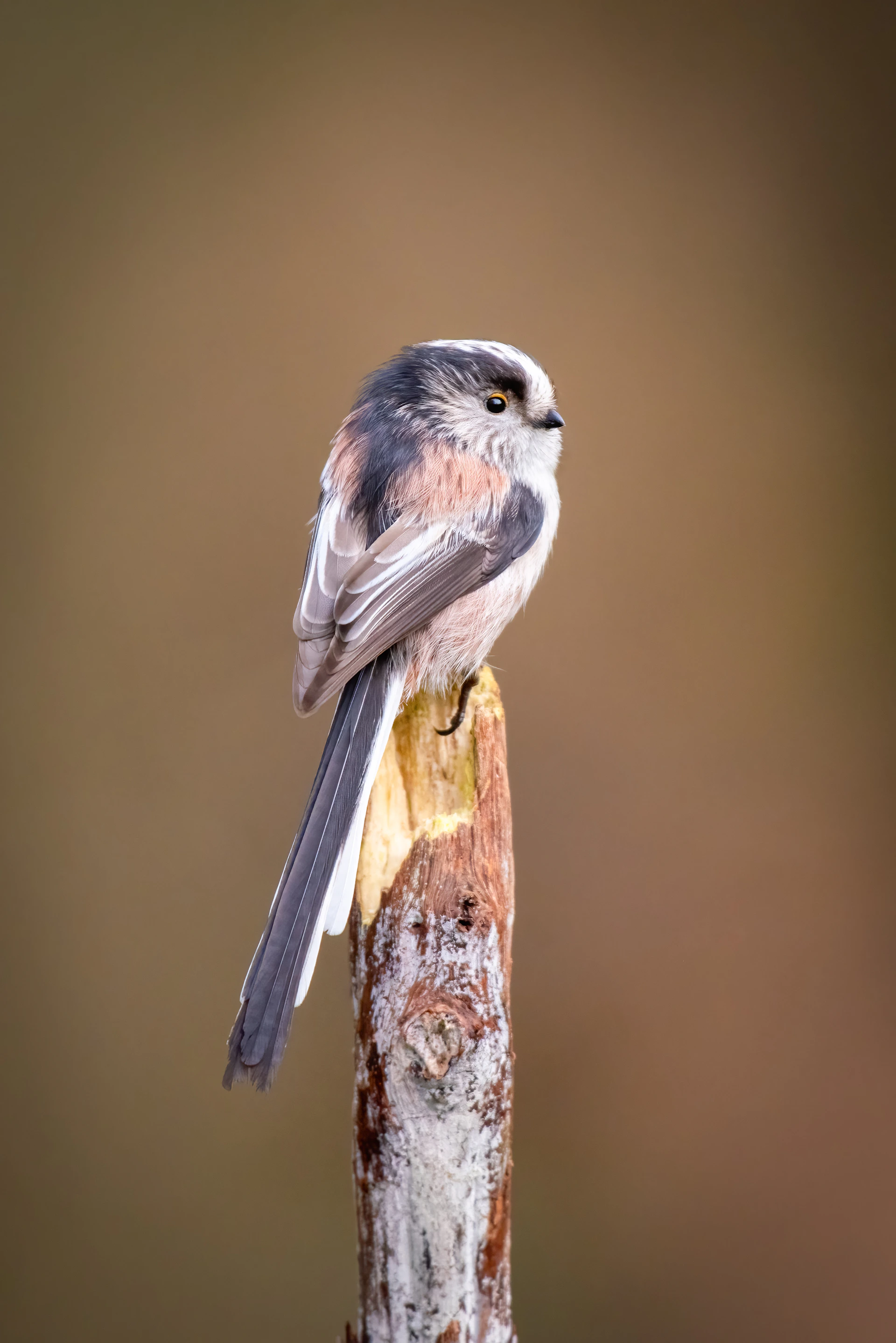 A small bird sitting on top of a wooden pole