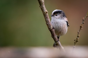 A small bird perched on top of a tree branch