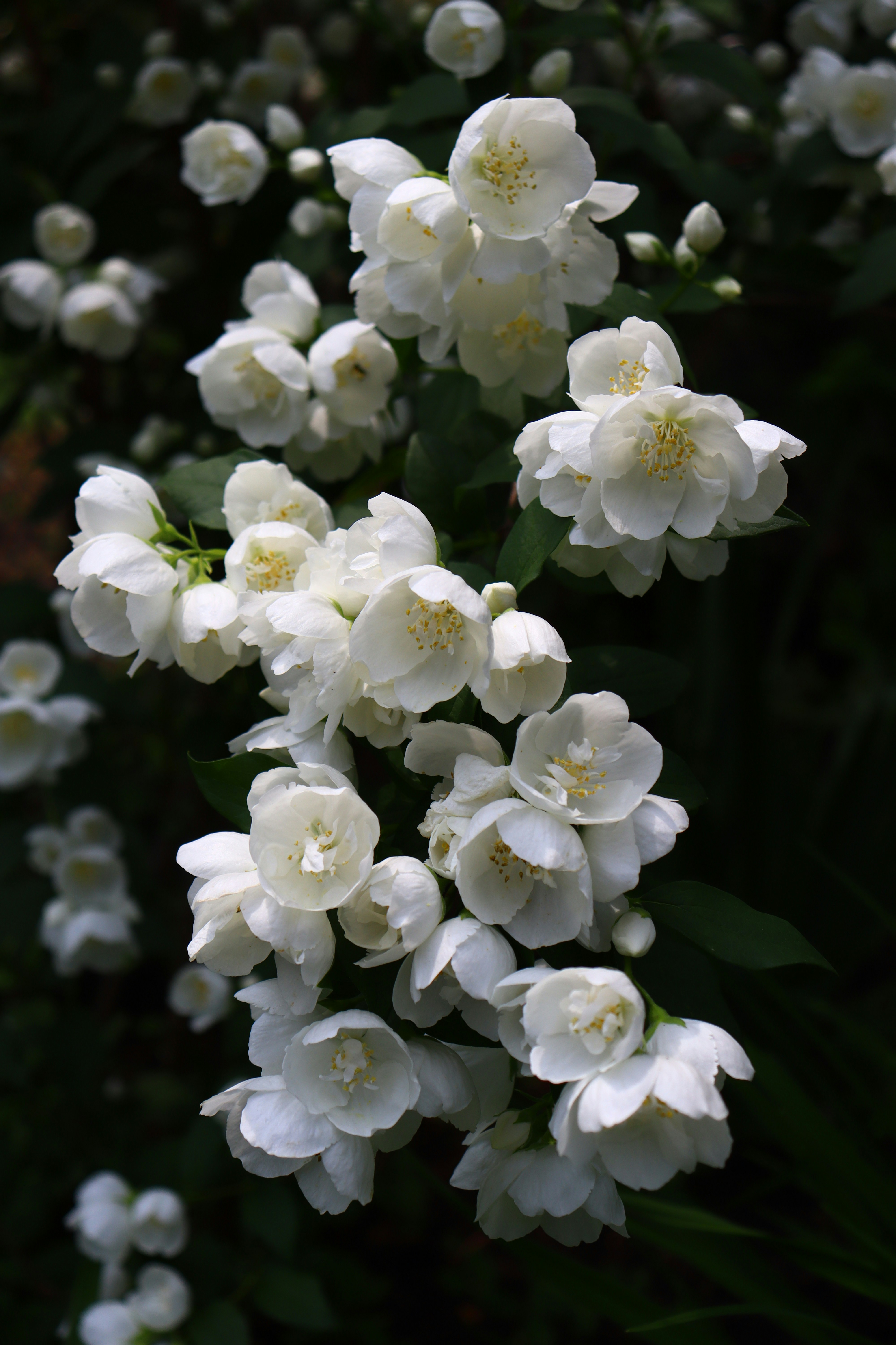 Photo by teresas_corner