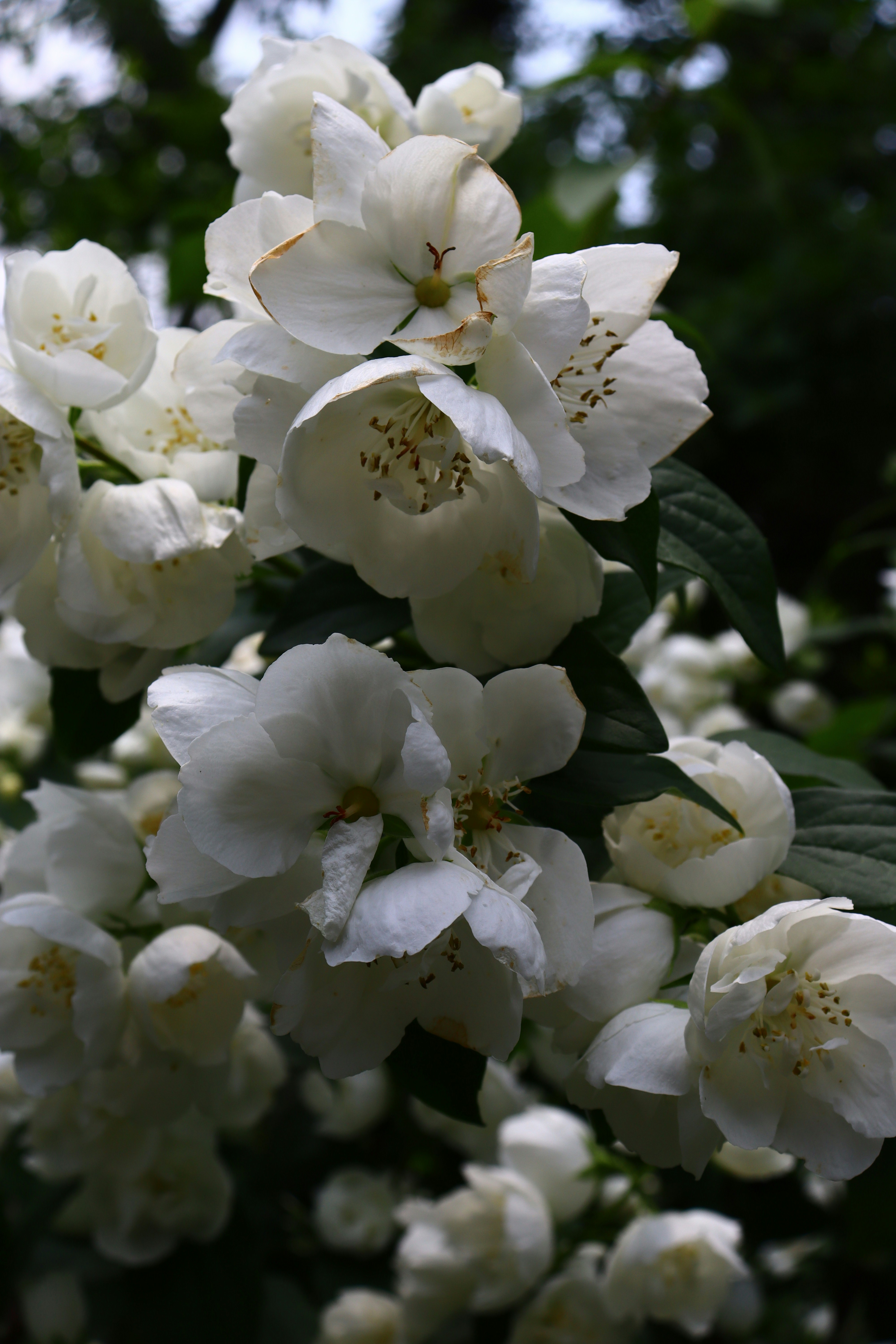 Photo by teresas_corner