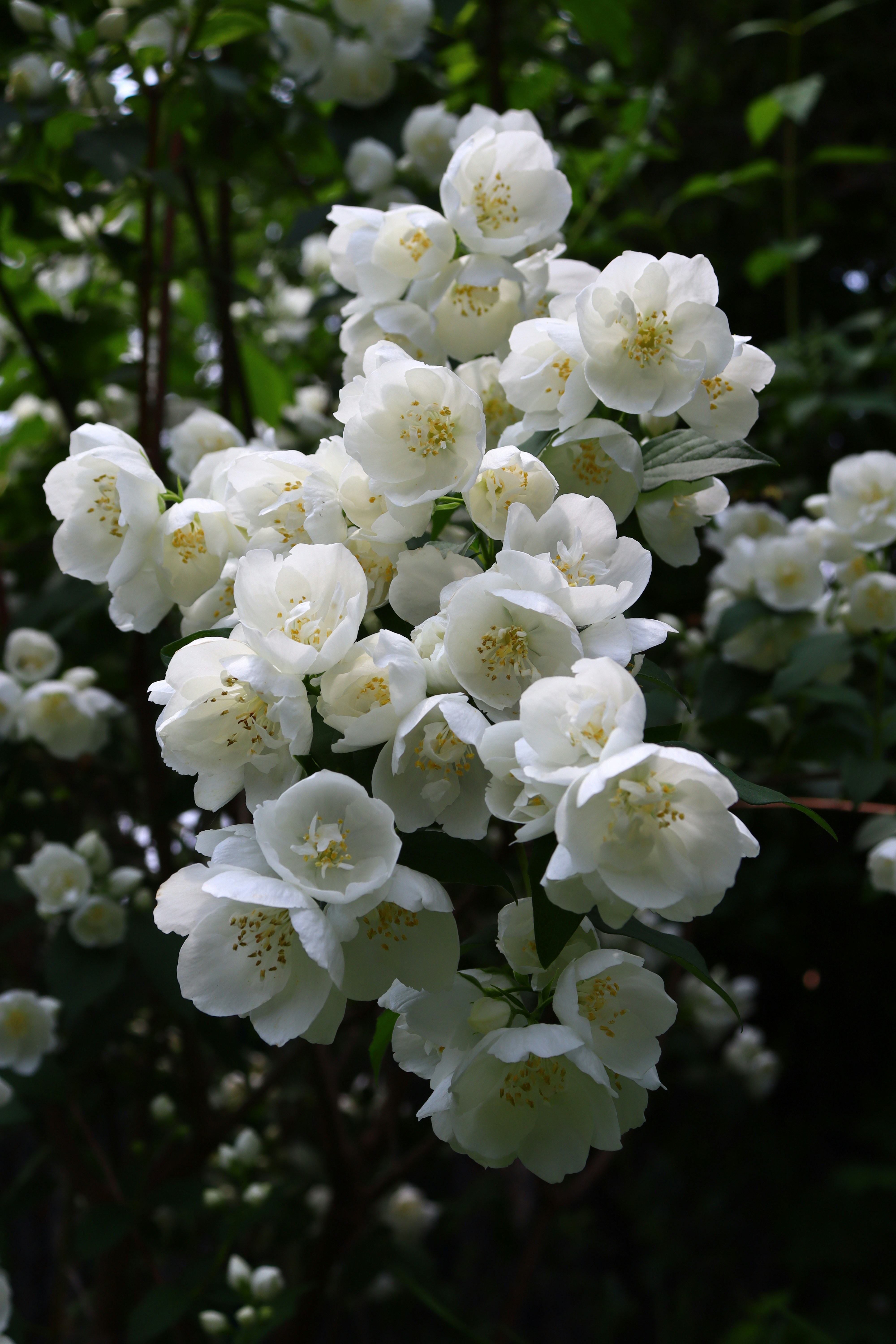 Photo by teresas_corner