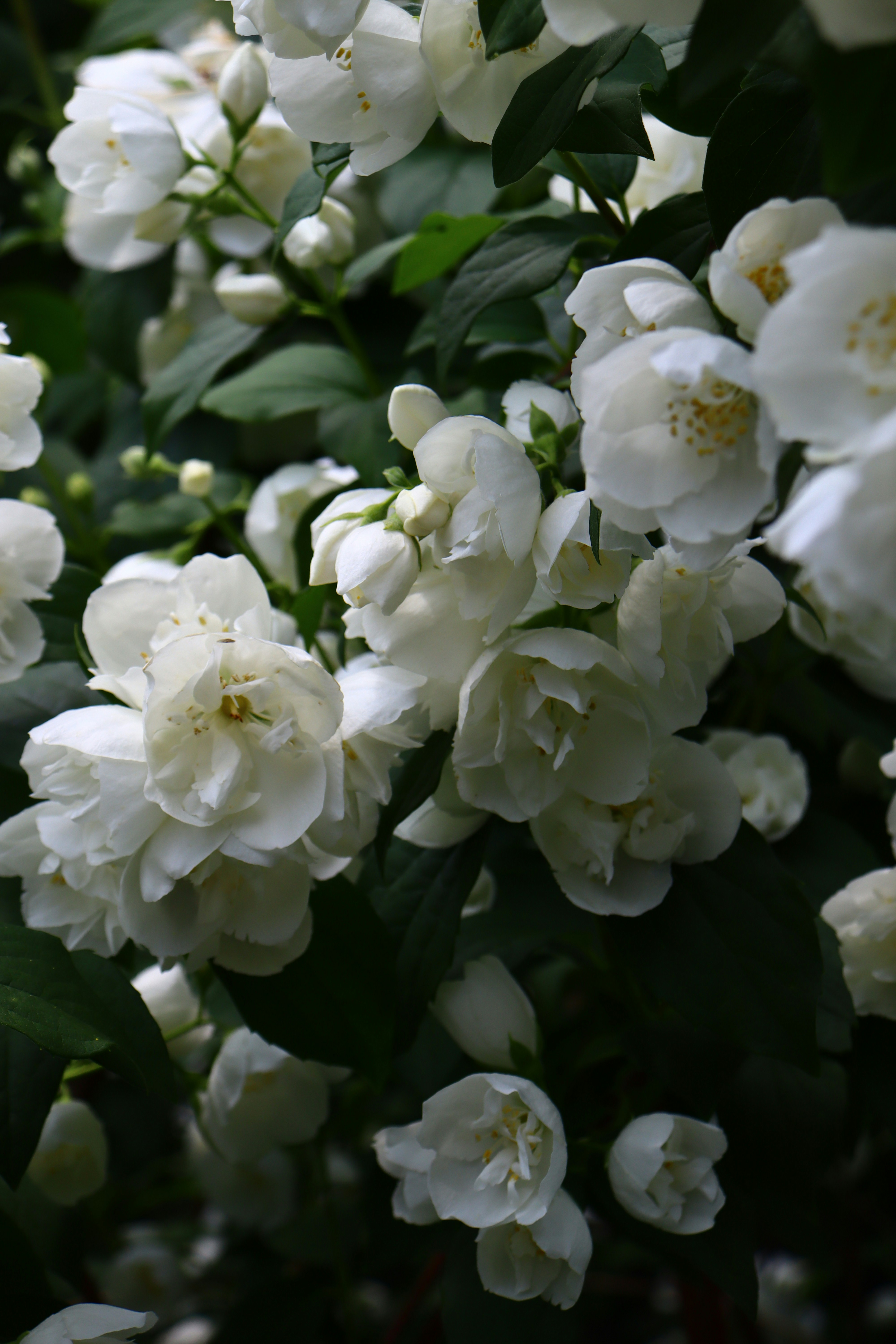 Photo by teresas_corner