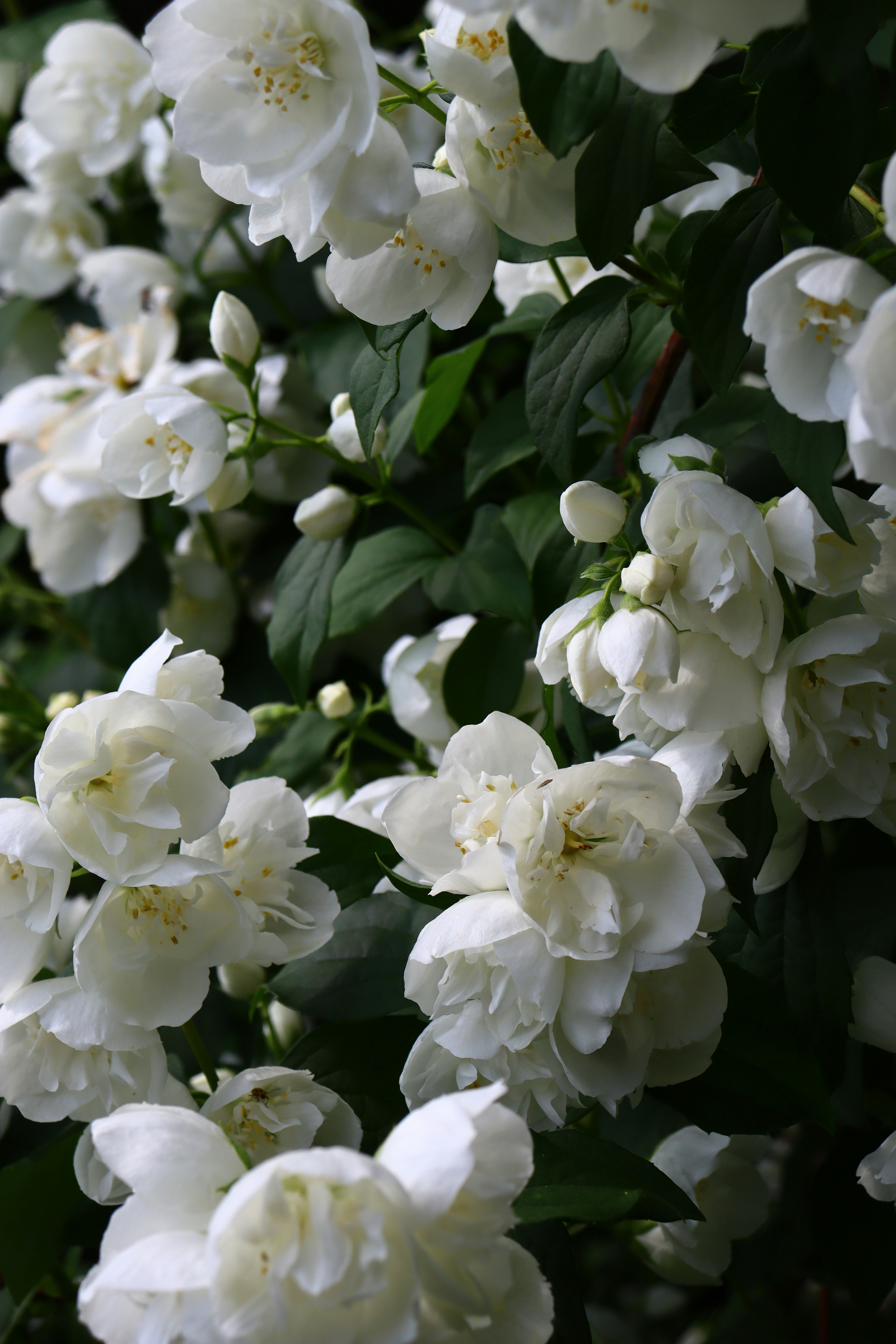 Photo by teresas_corner