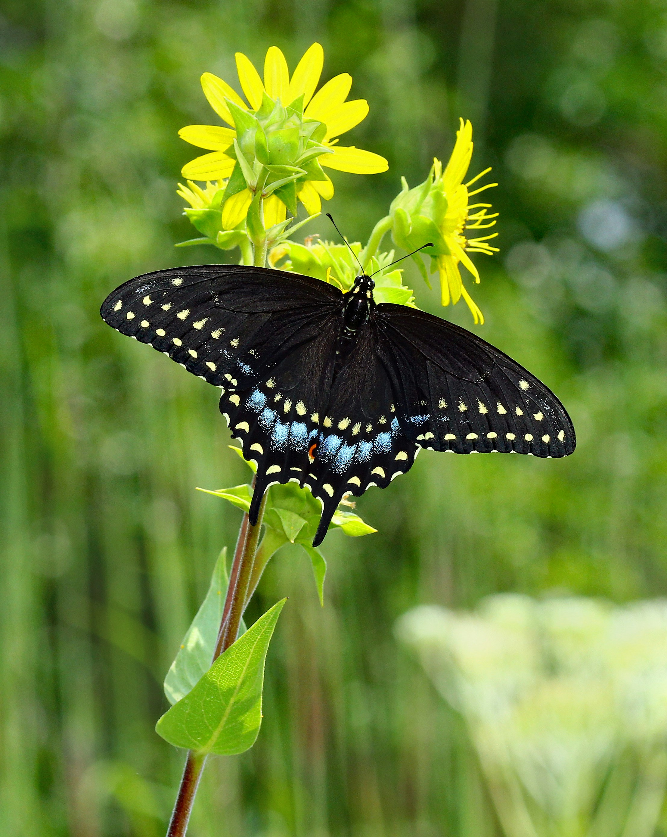 Photo by telliottmbamsc