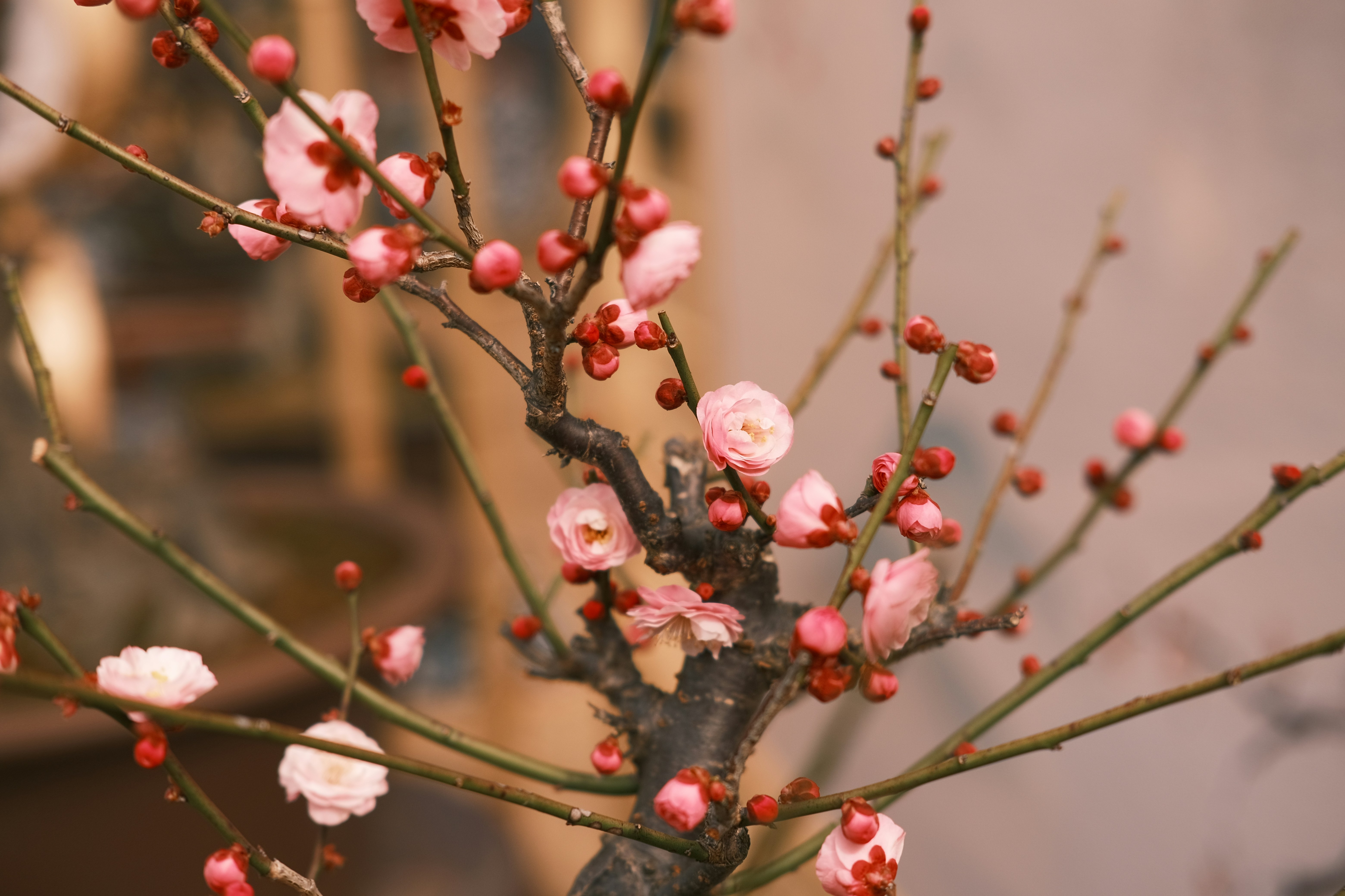 Nahaufnahme eines Baumes mit rosa Blüten